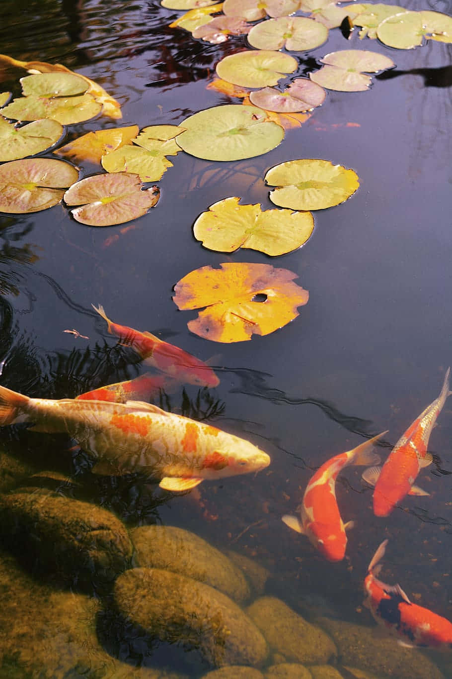 koi fish, lily pads, serene pond, HD Phone Wallpaper