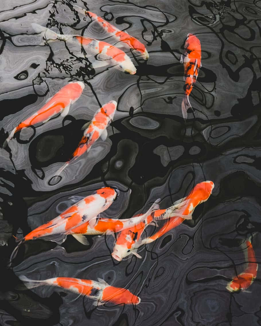 koi fish, pond, vibrant orange and white, SD Phone Wallpaper