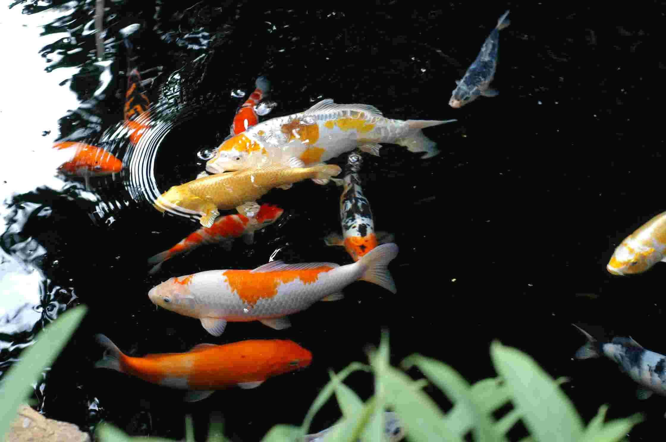live koi fish, dark pond, lush green foliage, Full HD Desktop Wallpaper