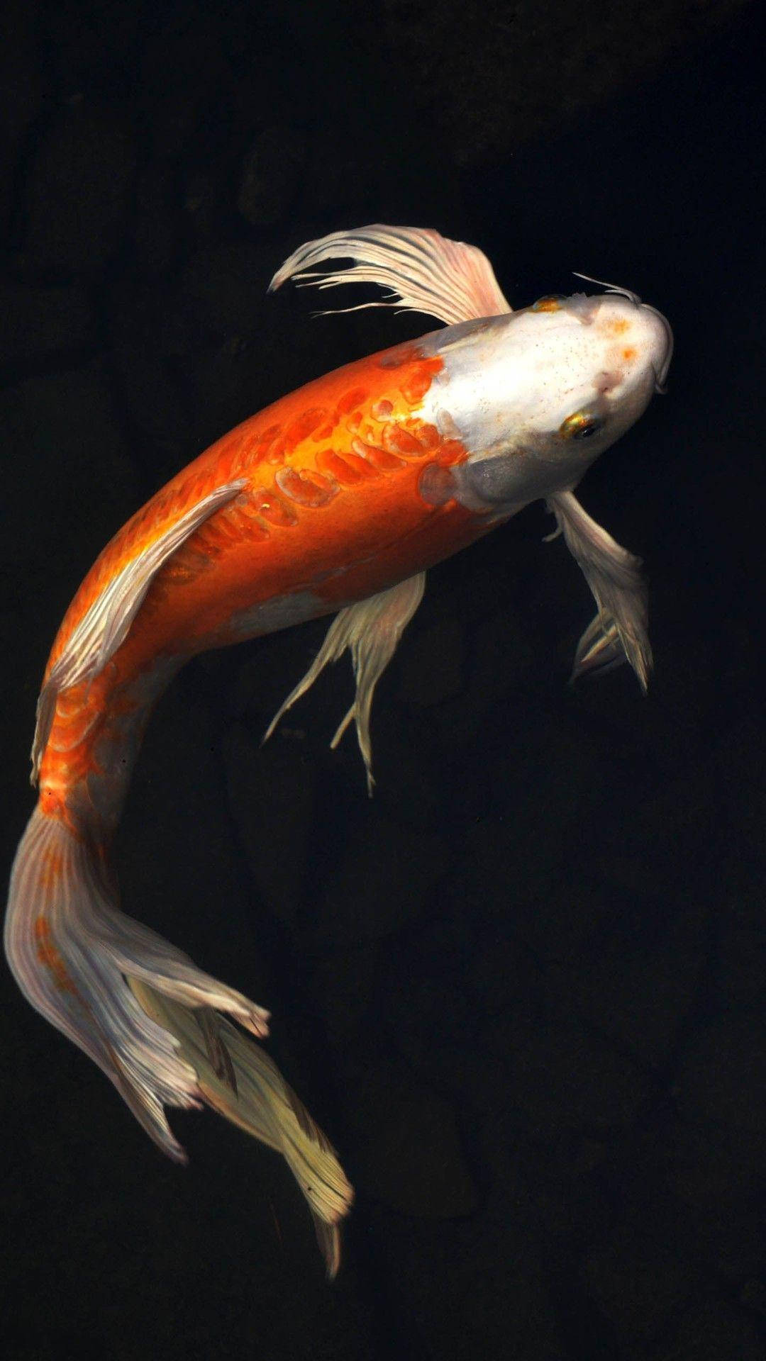 graceful koi fish, vibrant orange and white koi fish, deep black background, Full HD Phone Wallpaper