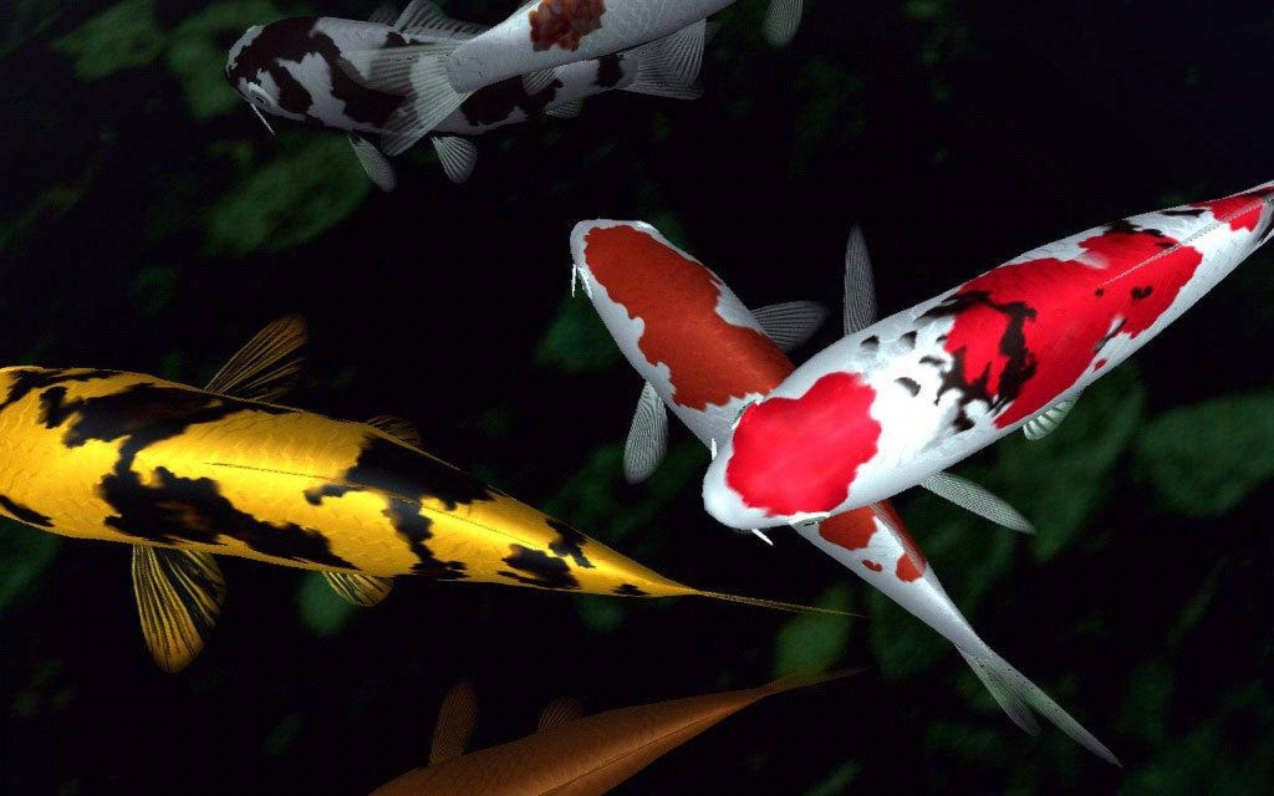multicolored koi fish, red yellow and black patterns, dark water, 2K Desktop Wallpaper