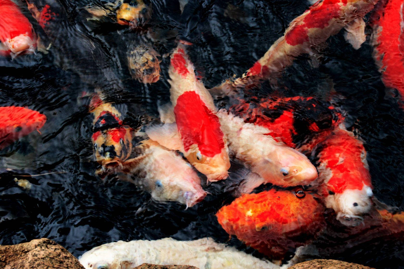 koi fish, red white and black patterns, dark rippling pond water, HD Desktop Wallpaper
