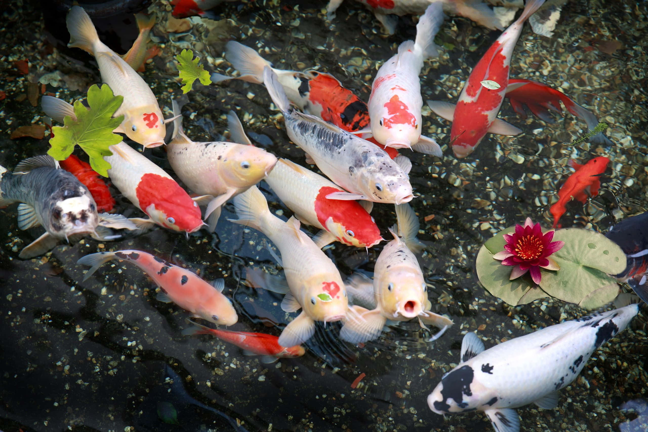 koi fish, lotus flower, shallow pond, 2K Desktop Wallpaper