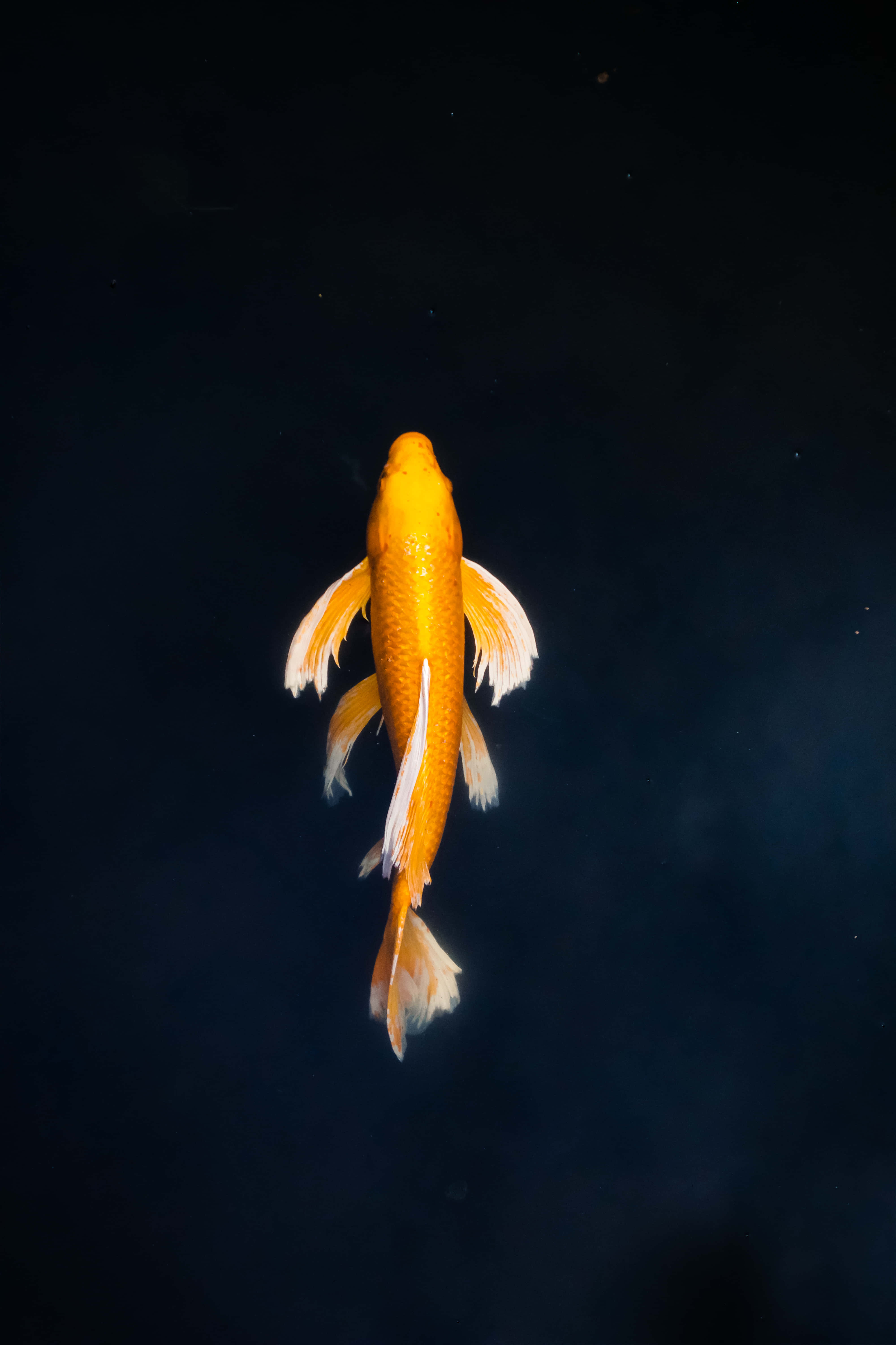 koi fish, pond, orange and white, 5K Phone Wallpaper