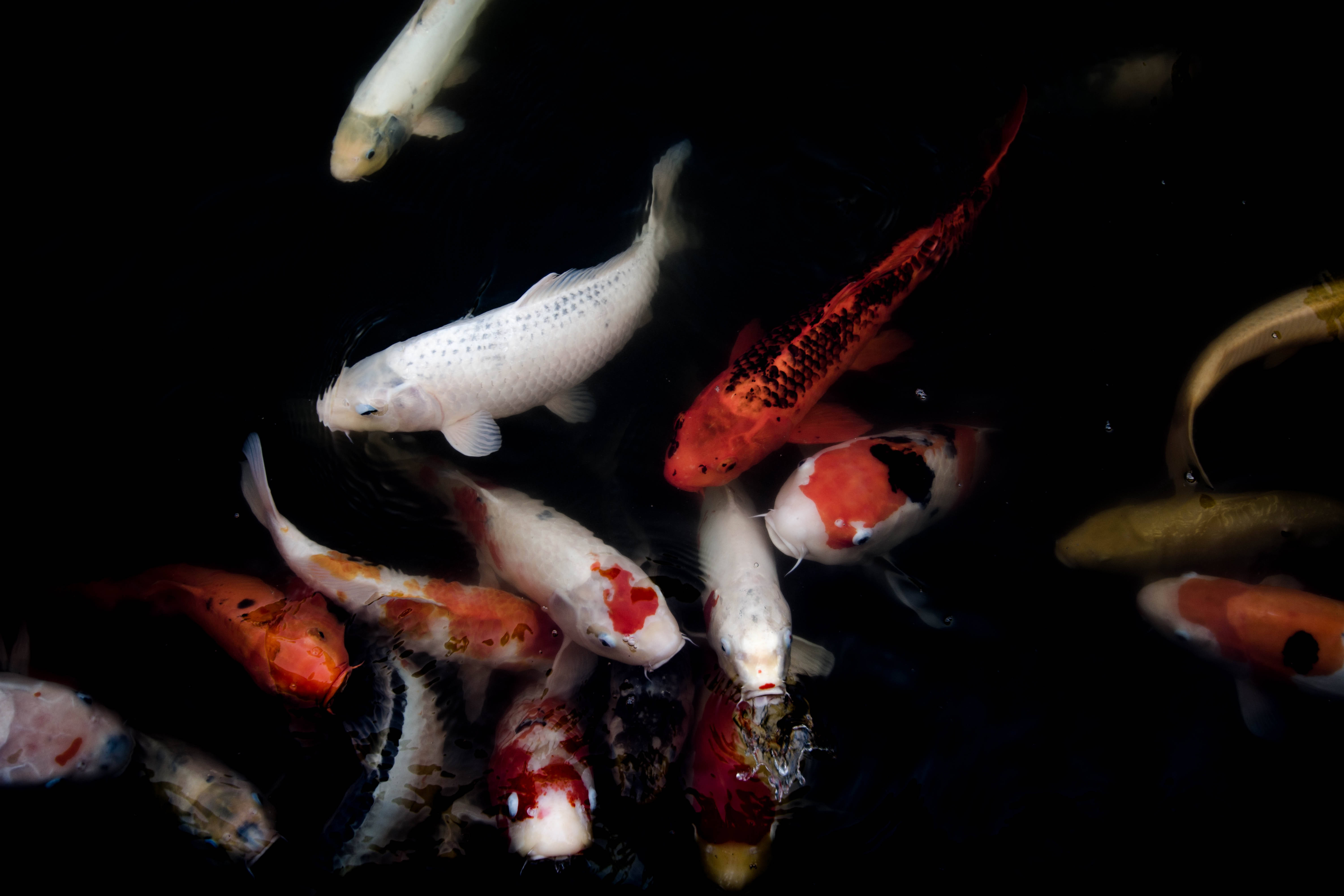 Japanese HD orange and white koi fishes, orange white and black patterns, deep black water, 5K Desktop Wallpaper