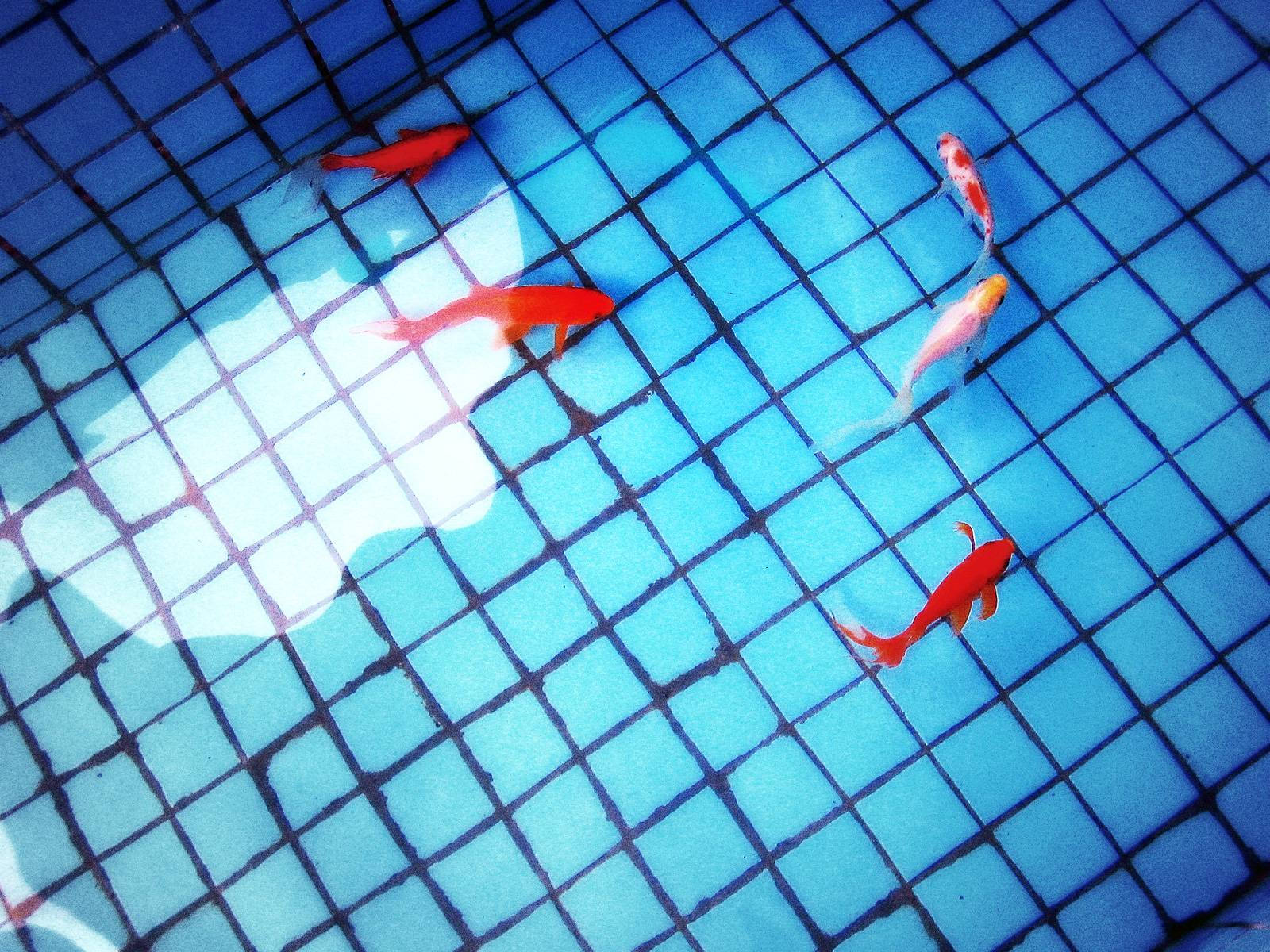 koi fish, orange and white, sunlit blue tiled pond, HD Desktop Wallpaper
