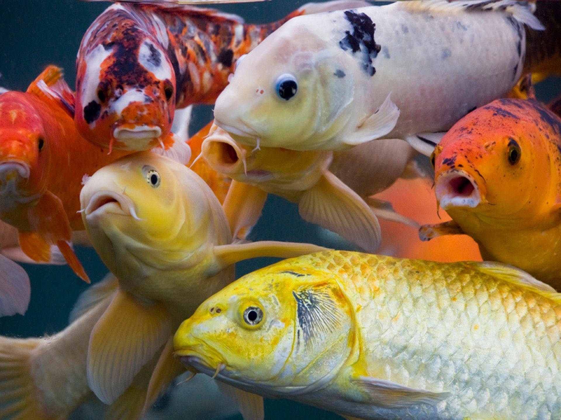 koi fish, orange, white, Full HD Desktop Wallpaper