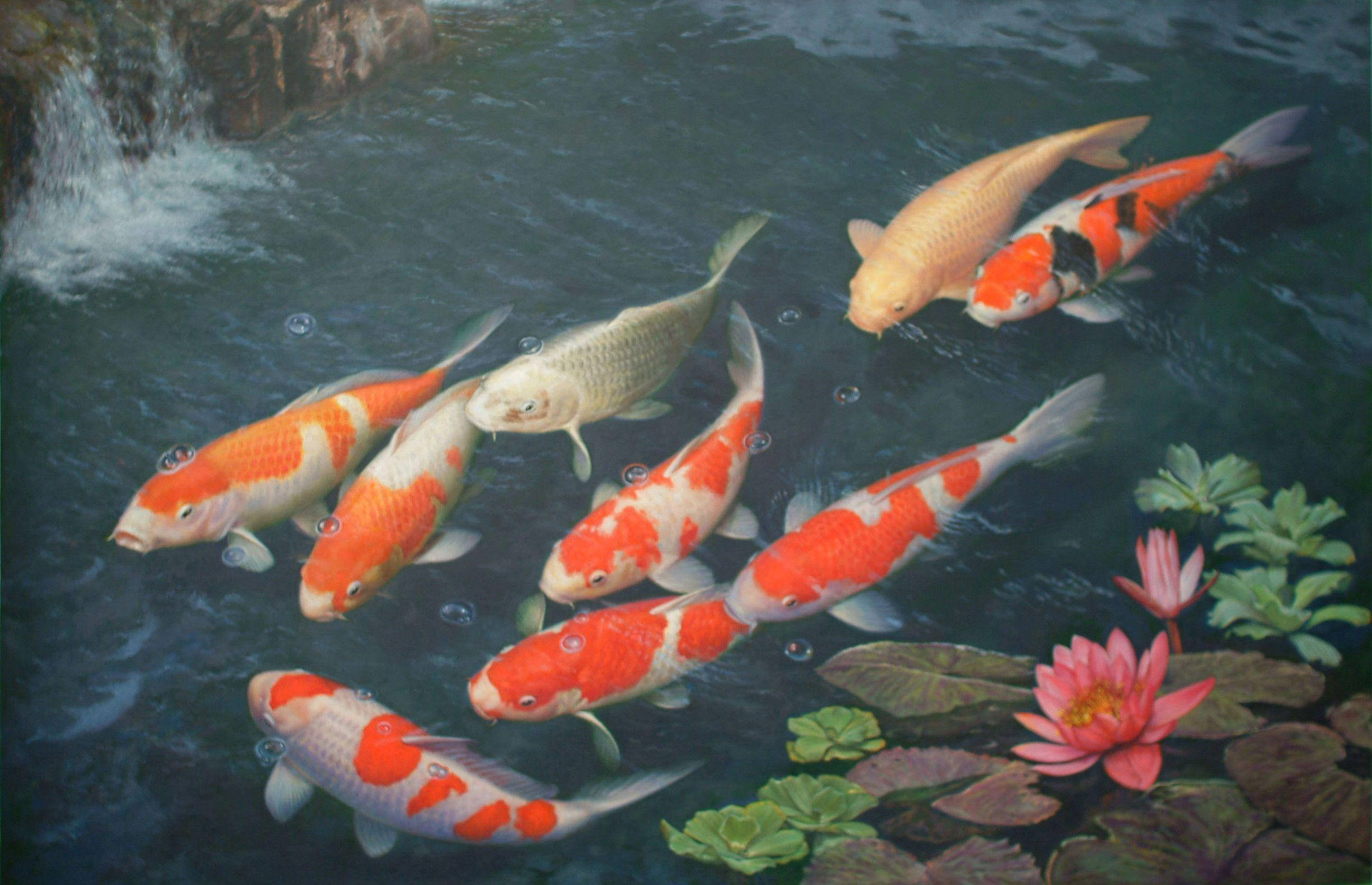 koi fish, serene pond, lily pads, 2K Desktop Wallpaper