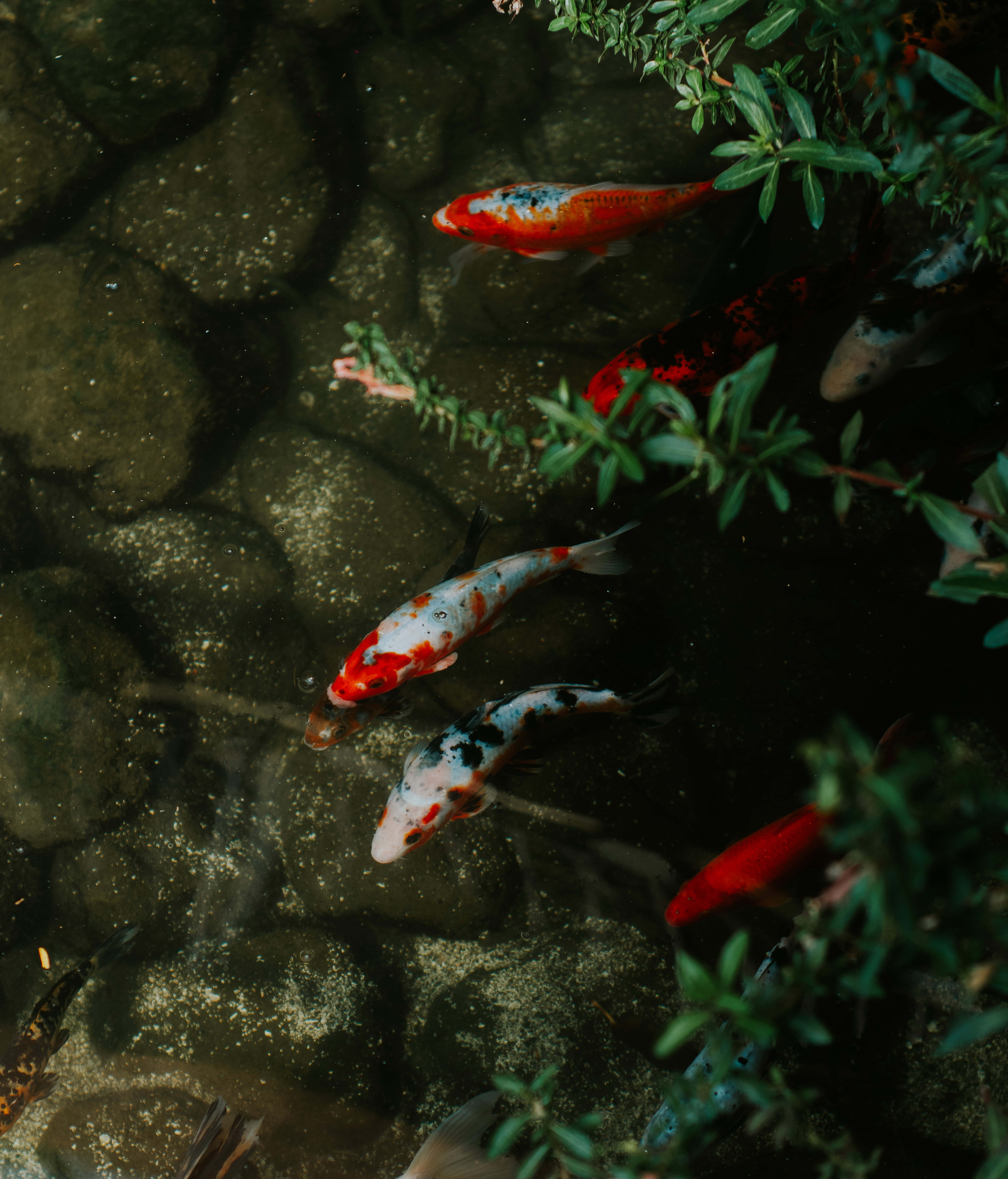 koi fish, green plants, mossy stones, 8K Phone Wallpaper