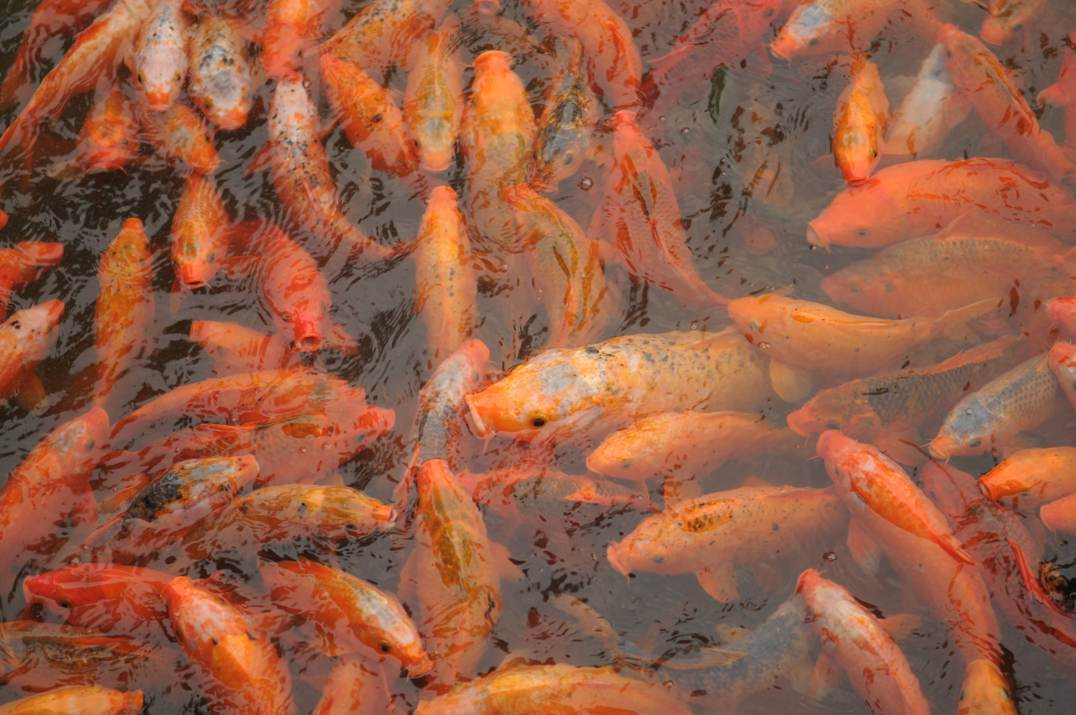 koi pond, orange and white koi fish, dark rippling water, 4K Desktop Wallpaper