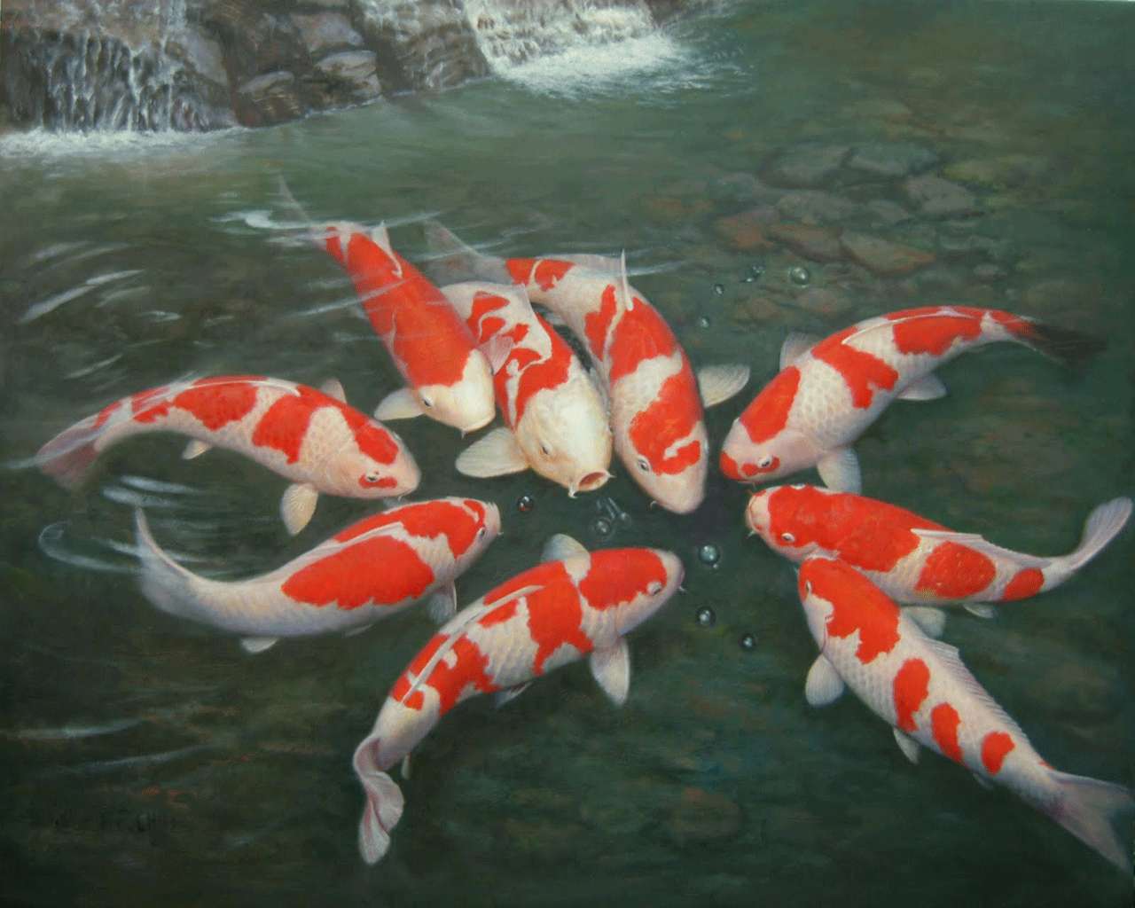 orange and white koi fish, red and white koi fish, clear water, HD Desktop Wallpaper