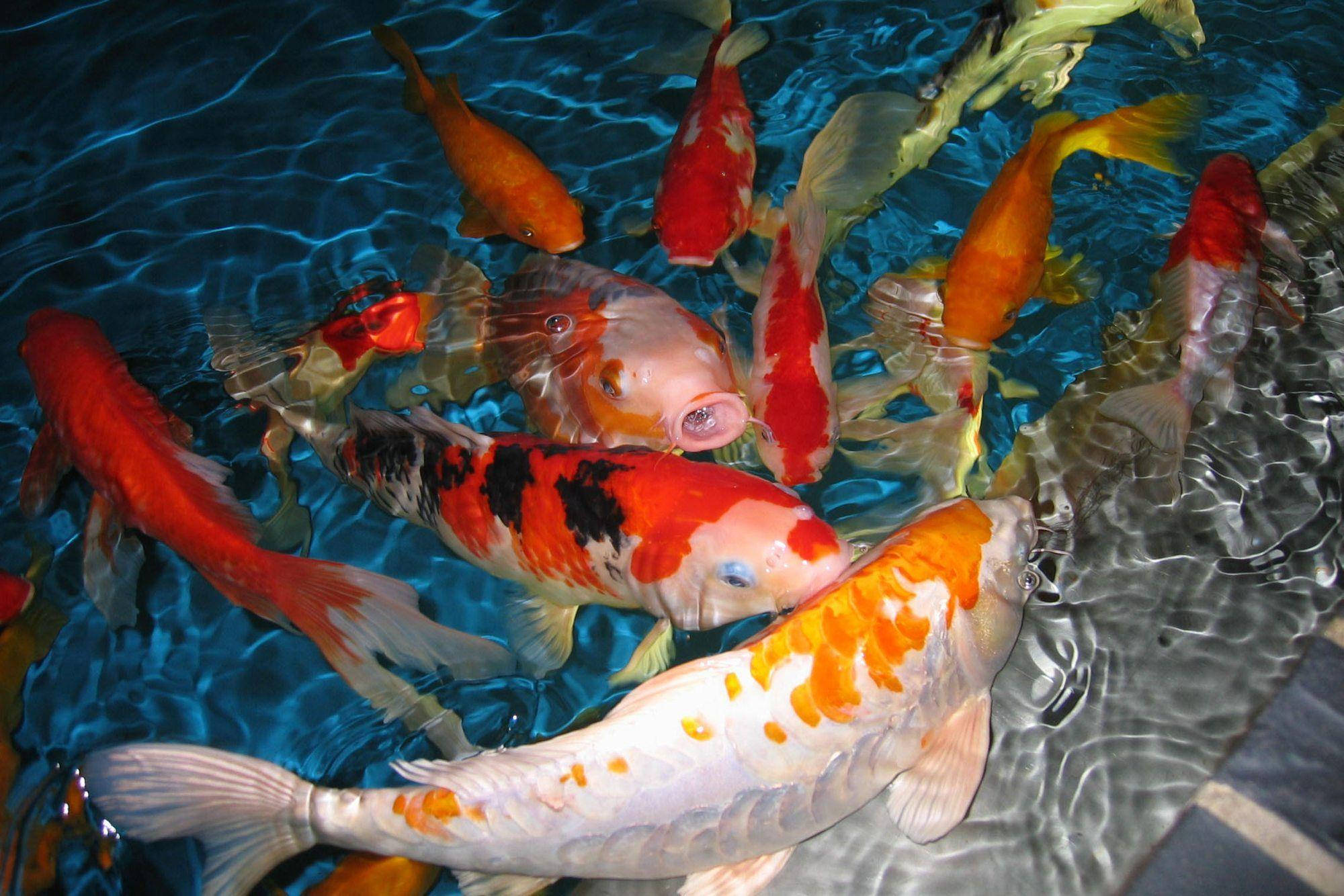 koi fish, orange white and black patterns, clear blue water, Full HD Desktop Wallpaper