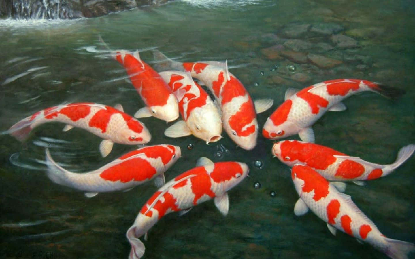 koi fish, pond, rocky waterfall, HD Desktop Wallpaper