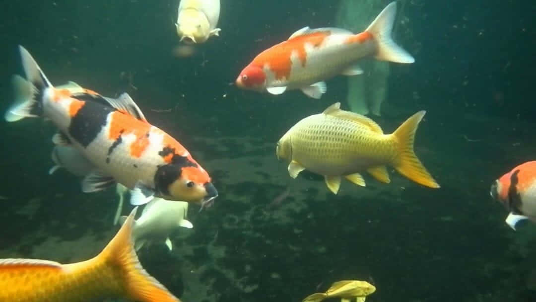 koi fish, aquarium, murky pond water, SD Desktop Wallpaper