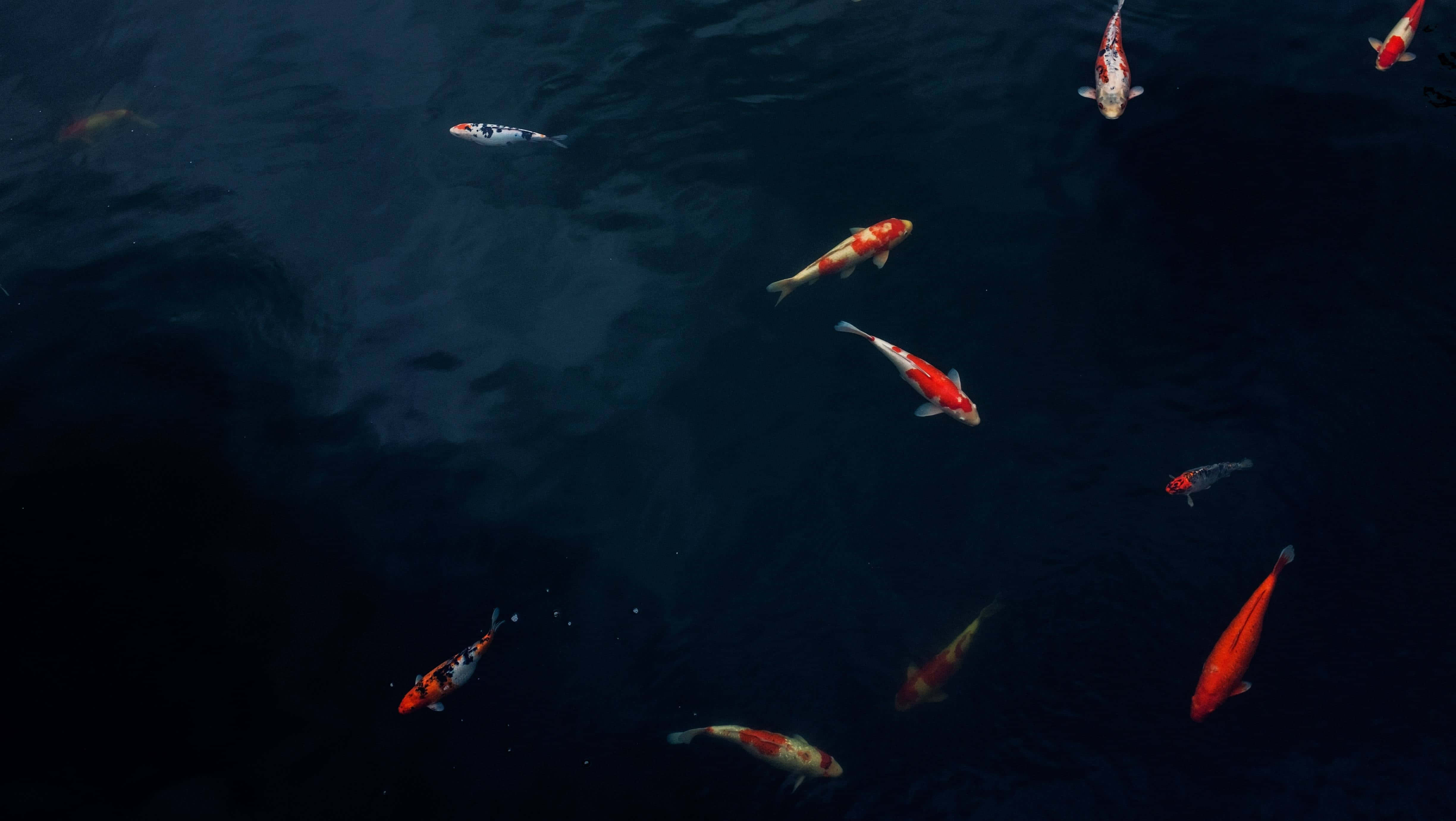 koi fish, aquarium, serene pond scene, 4K Desktop Wallpaper
