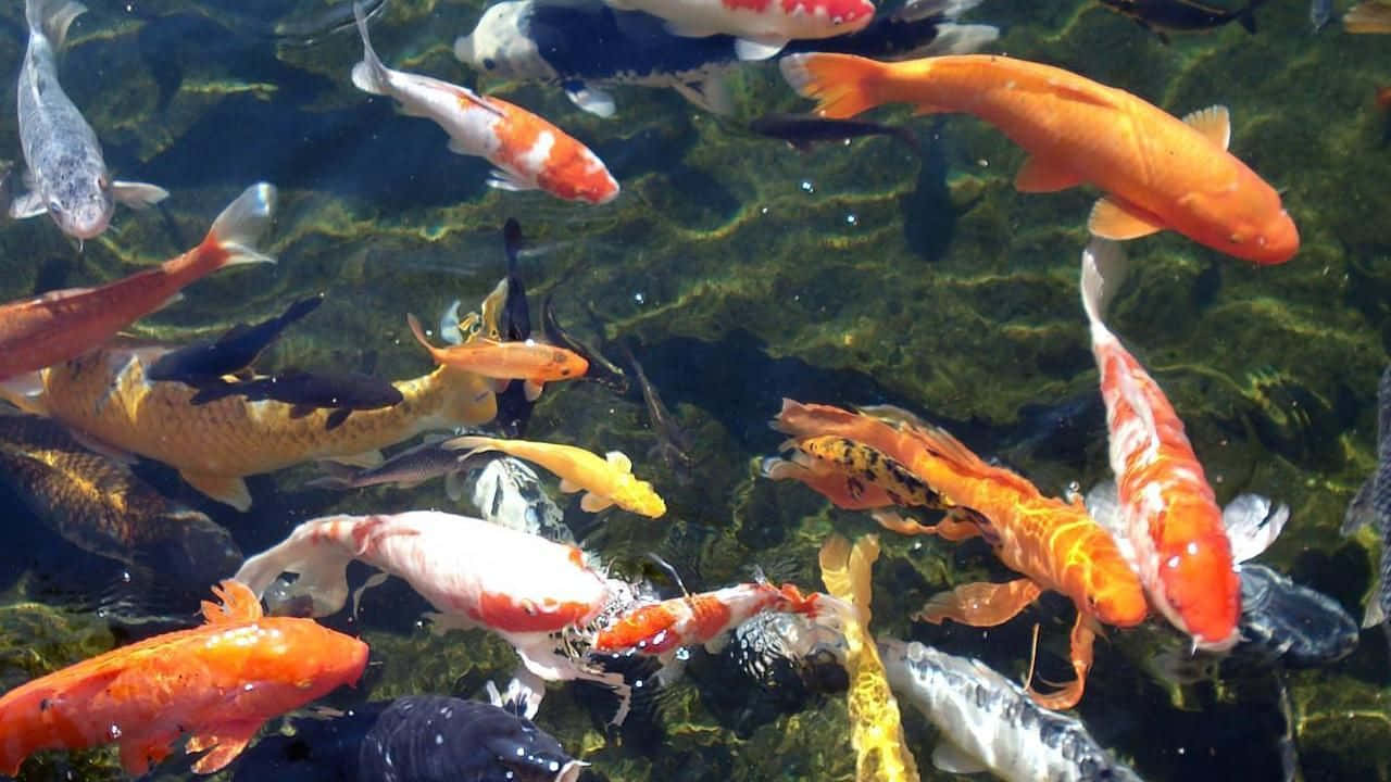 live koi fish, pond, clear pond water, HD Desktop Wallpaper