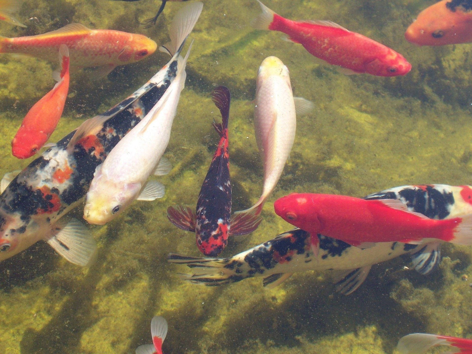koi fish, mossy pond, green algae covered stones, Full HD Desktop Wallpaper