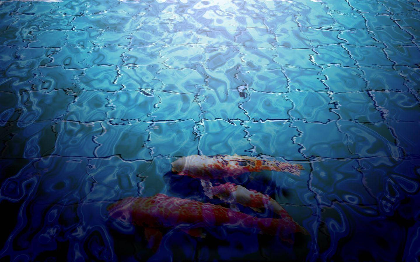 koi fish, underwater, rippling blue water, HD Desktop Wallpaper