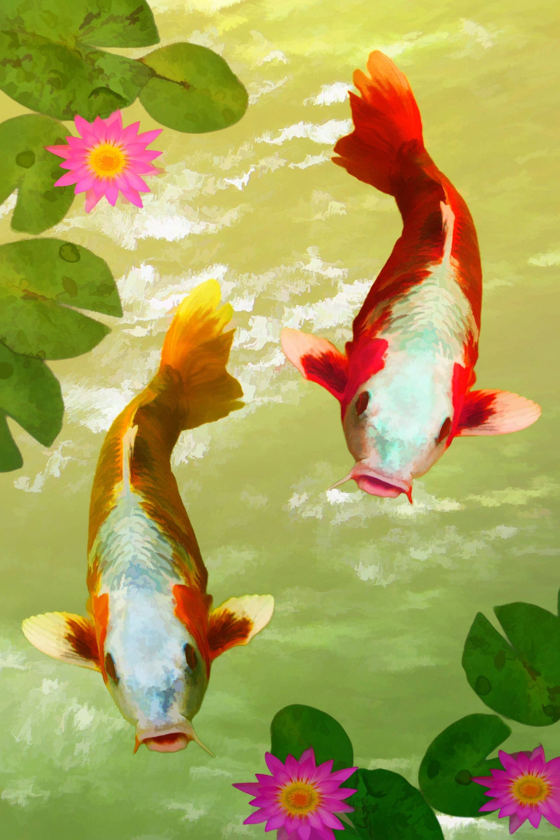 koi fish, pink water lilies, green lily pads, 2K Phone Wallpaper