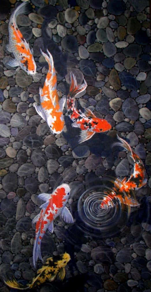 koi fish, pond, orange, SD Phone Wallpaper