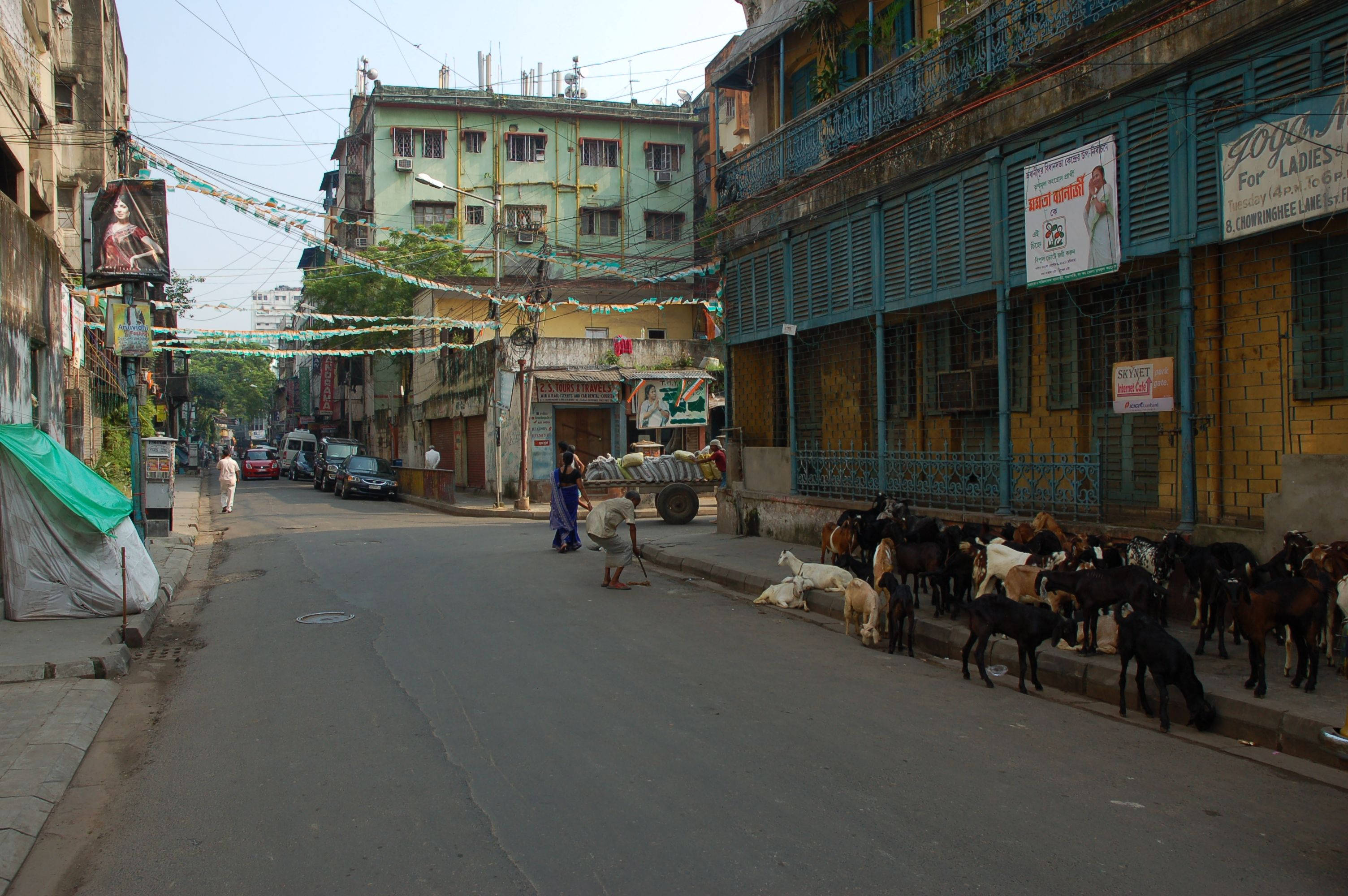 Kolkata, goats, bustling urban street, 2K Desktop Wallpaper
