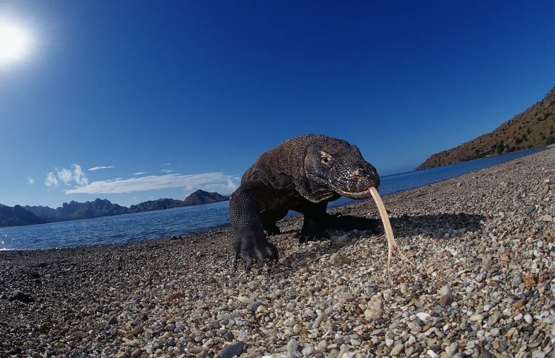 Komodo Dragon Wallpapers