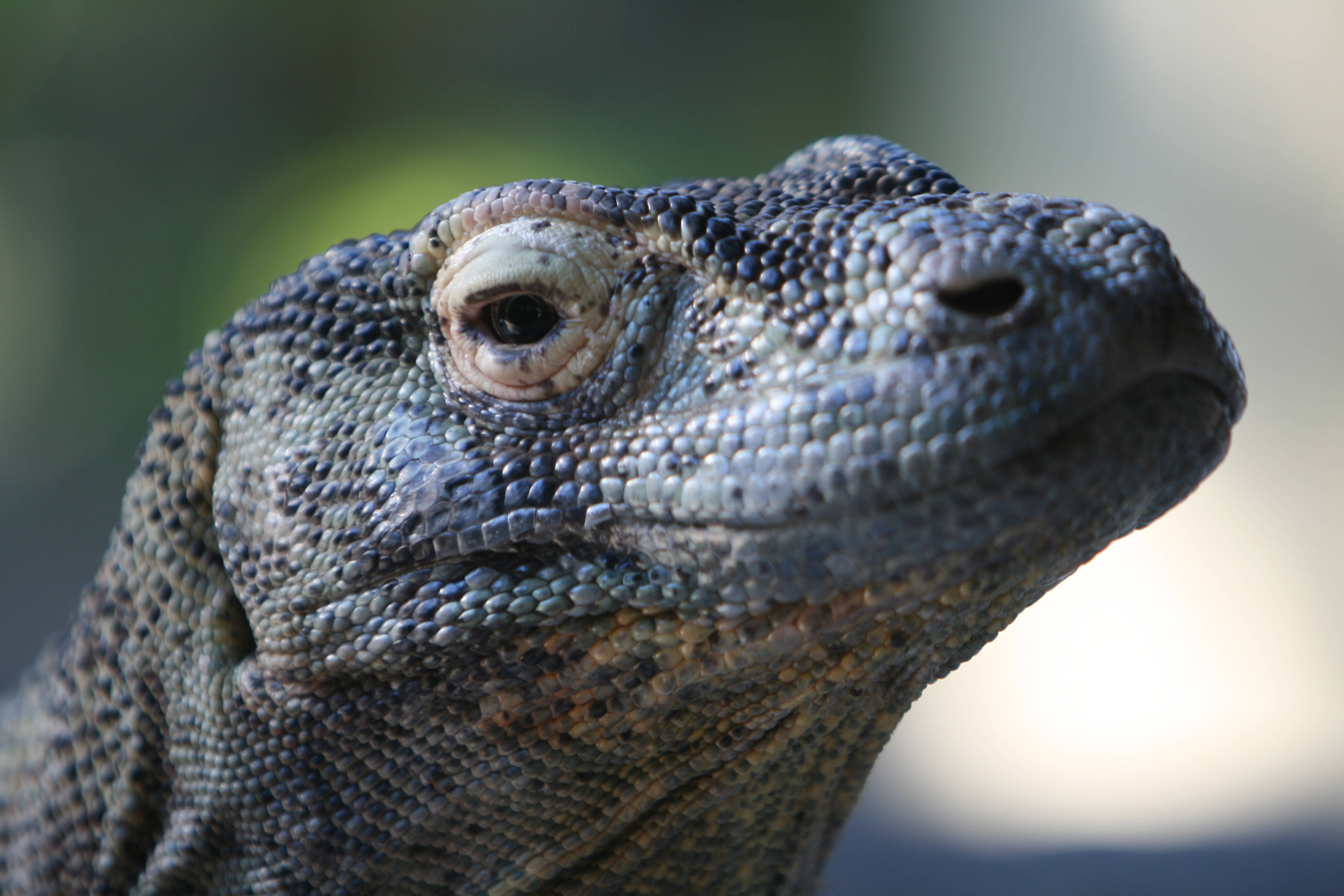 Komodo Dragon, monitor lizard, textured head, 4K Desktop Wallpaper