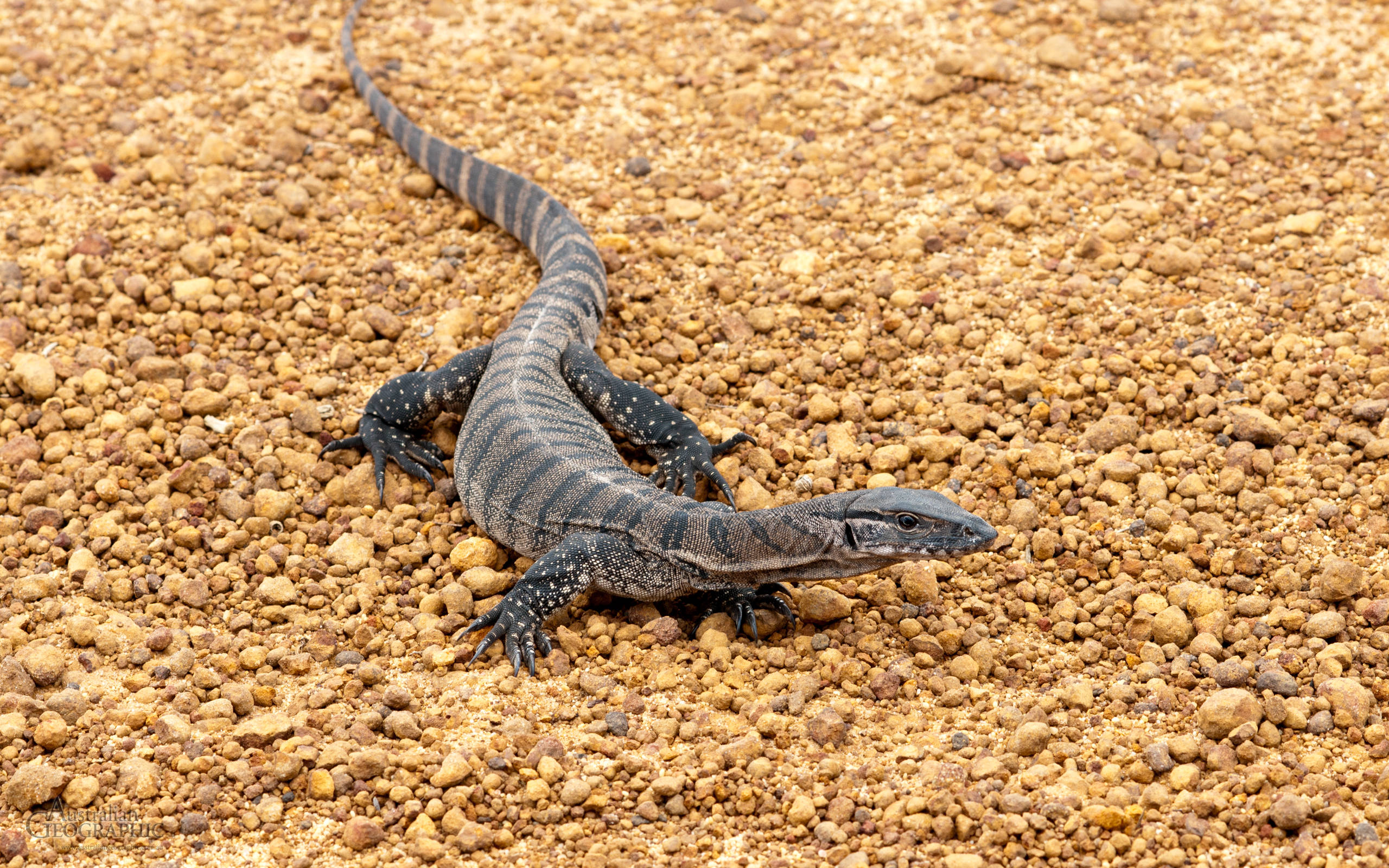Komodo Dragon, monitor lizard, black and gray striped, 2K Desktop Wallpaper