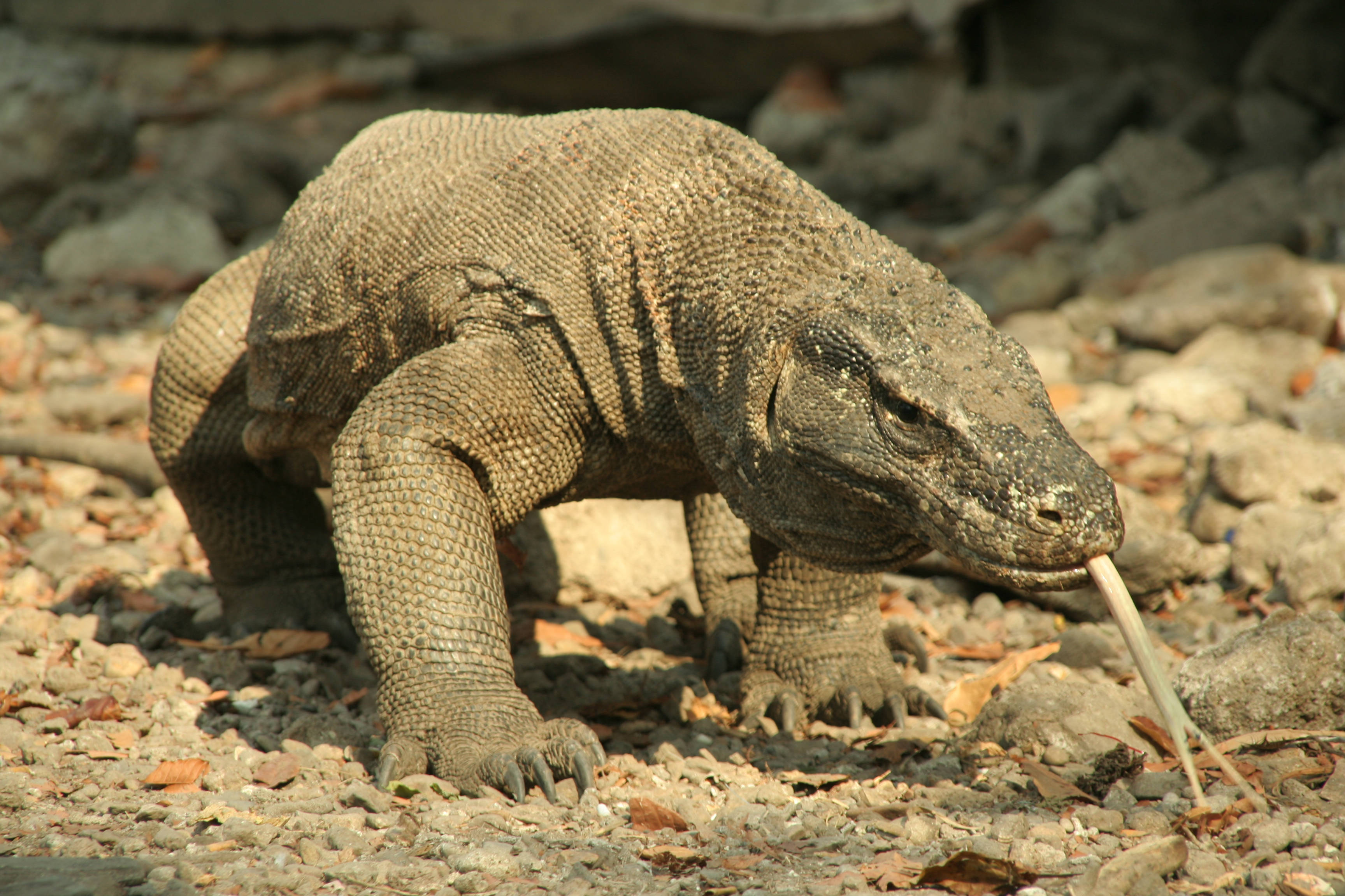 Komodo dragon, monitor lizard, sunlit gravel, 2K Desktop Wallpaper