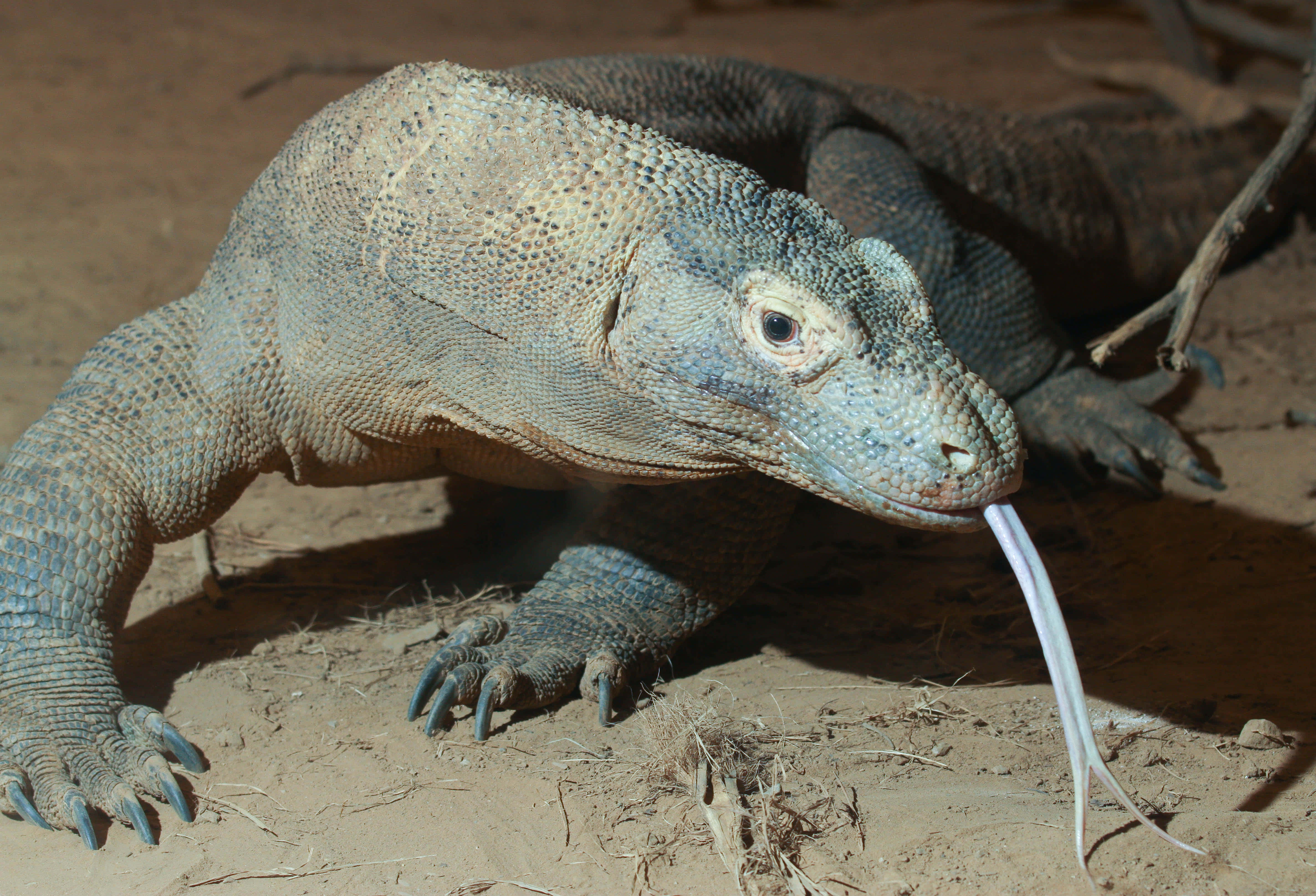 Komodo Dragon, textured grayish-blue scales, long forked tongue, 4K Desktop Wallpaper