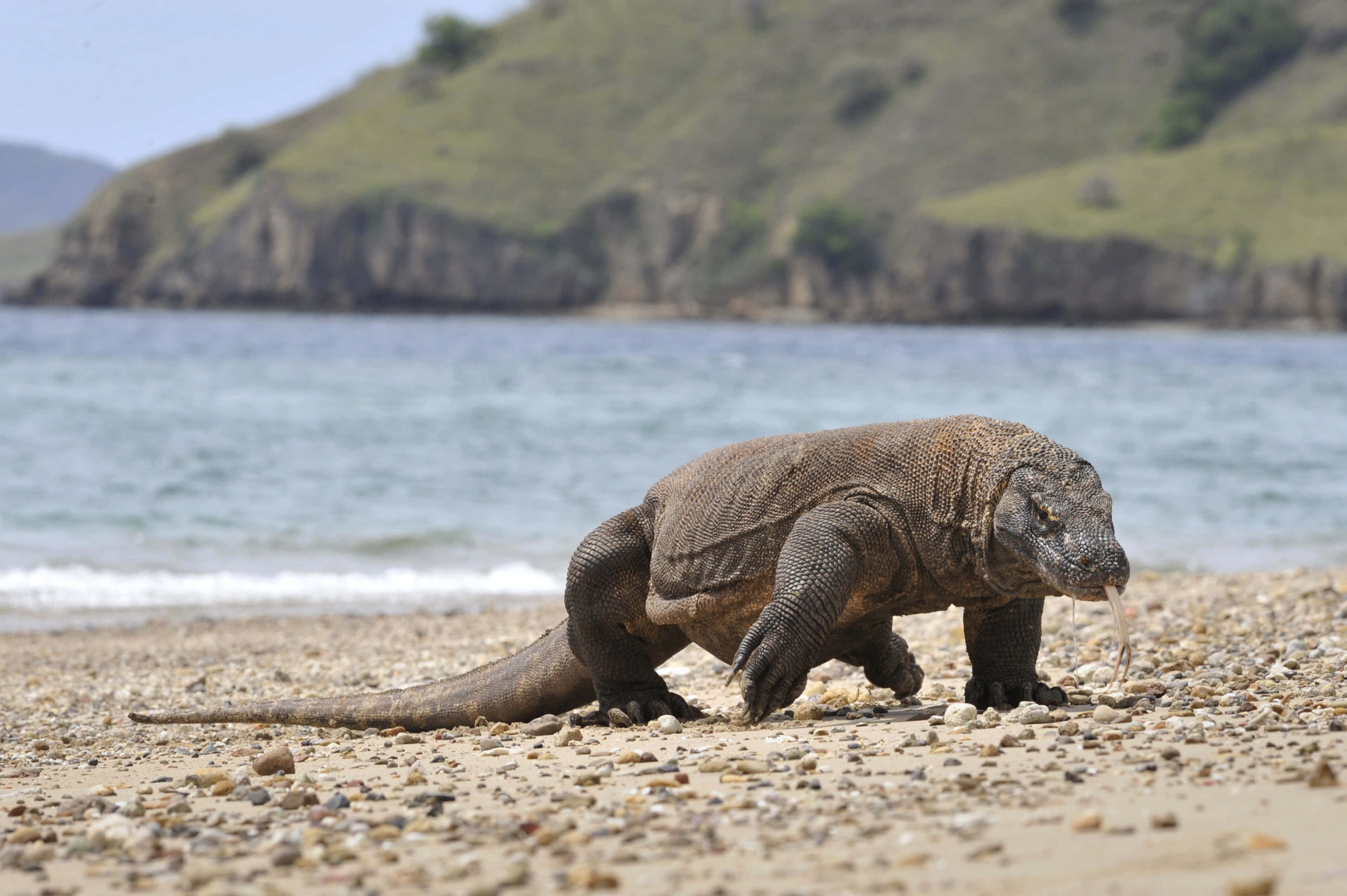 Komodo Dragon, pebble beach, turquoise ocean, 4K Desktop Wallpaper