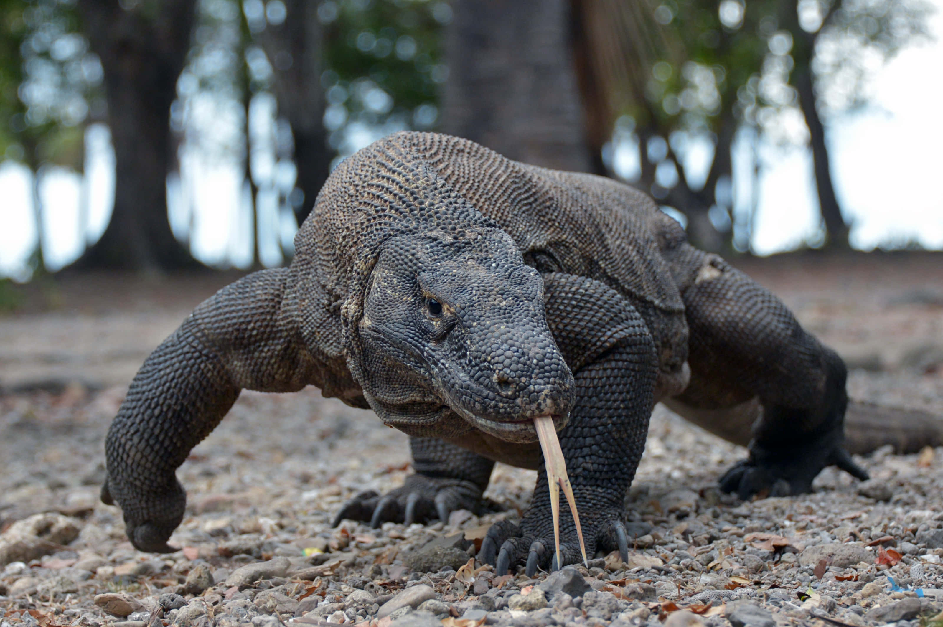 Komodo Dragon, textured dark scales, long forked tongue, 2K Desktop Wallpaper