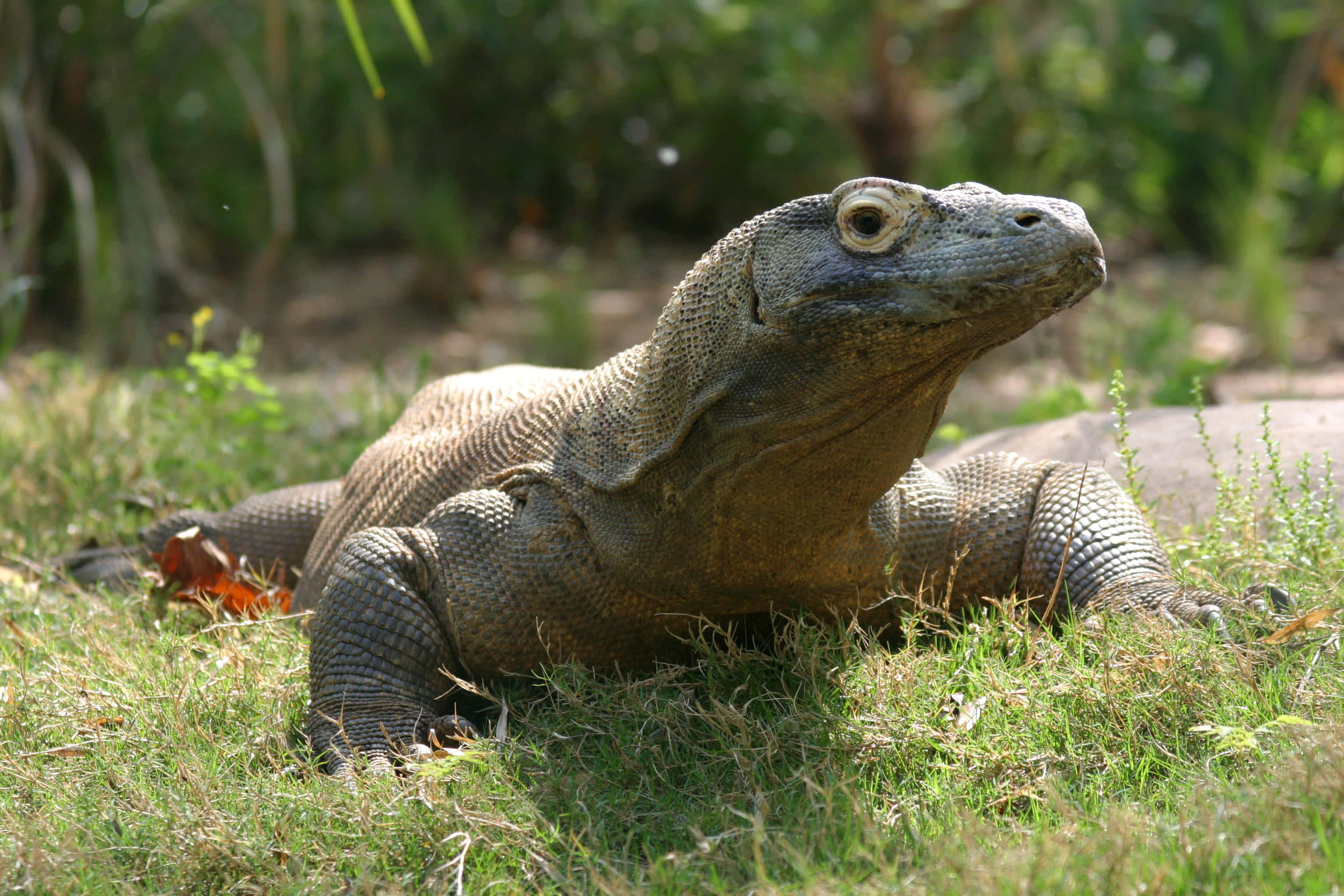 Komodo Dragon, sunlit grass, textured scales, 2K Desktop Wallpaper