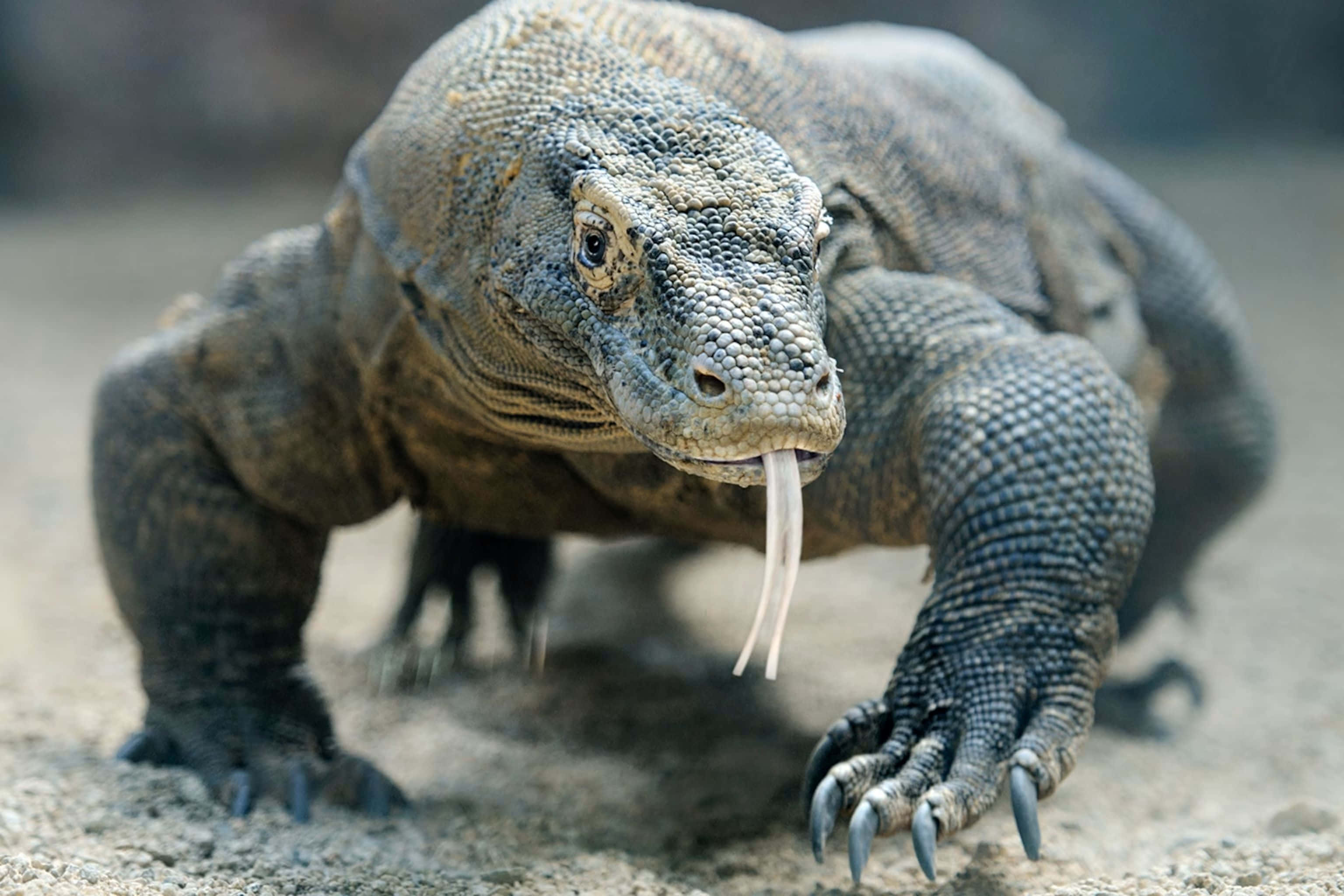 Komodo Dragon, textured gray scales, white forked tongue, 2K Desktop Wallpaper
