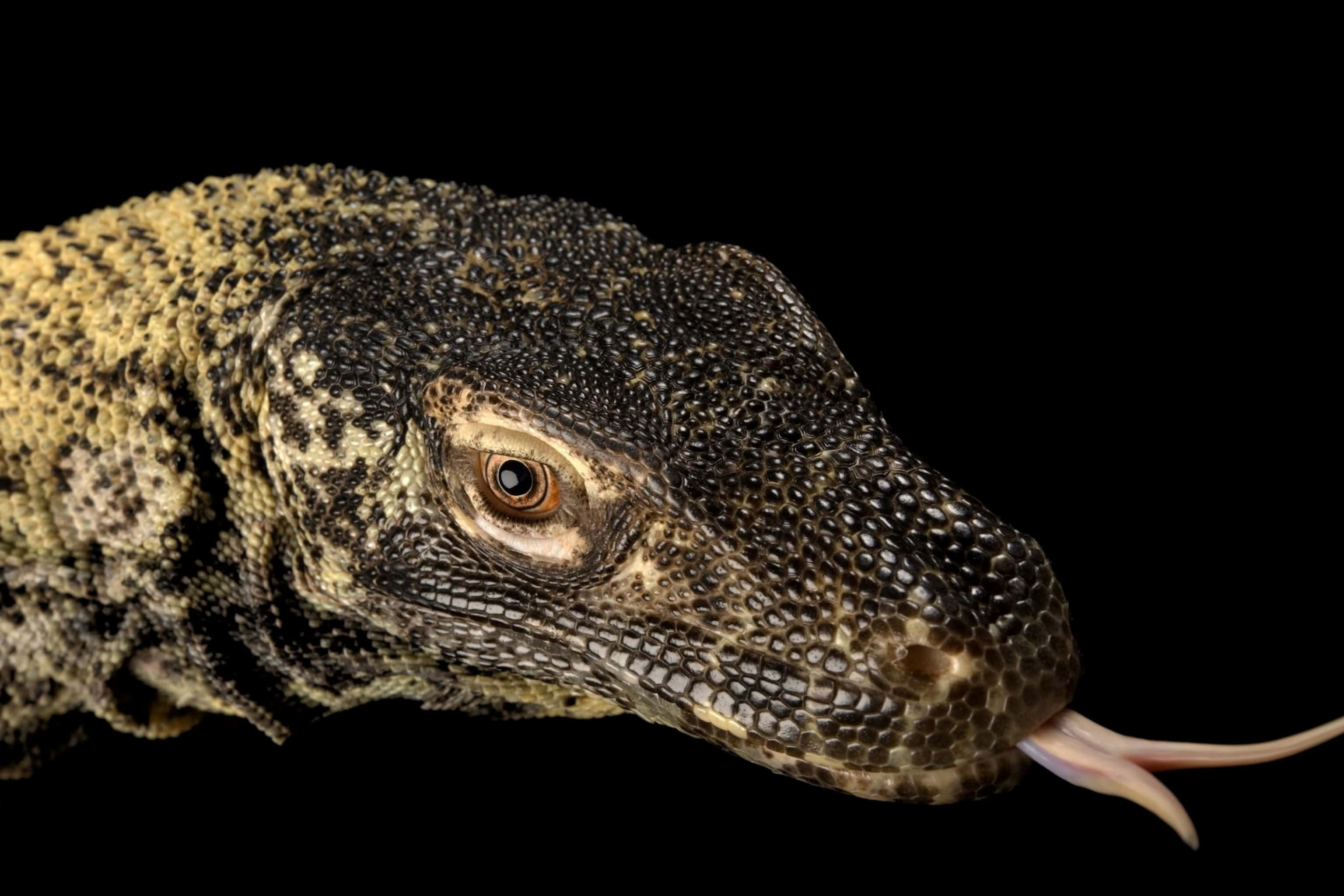 Komodo Dragon, black background, textured scales, 2K Desktop Wallpaper