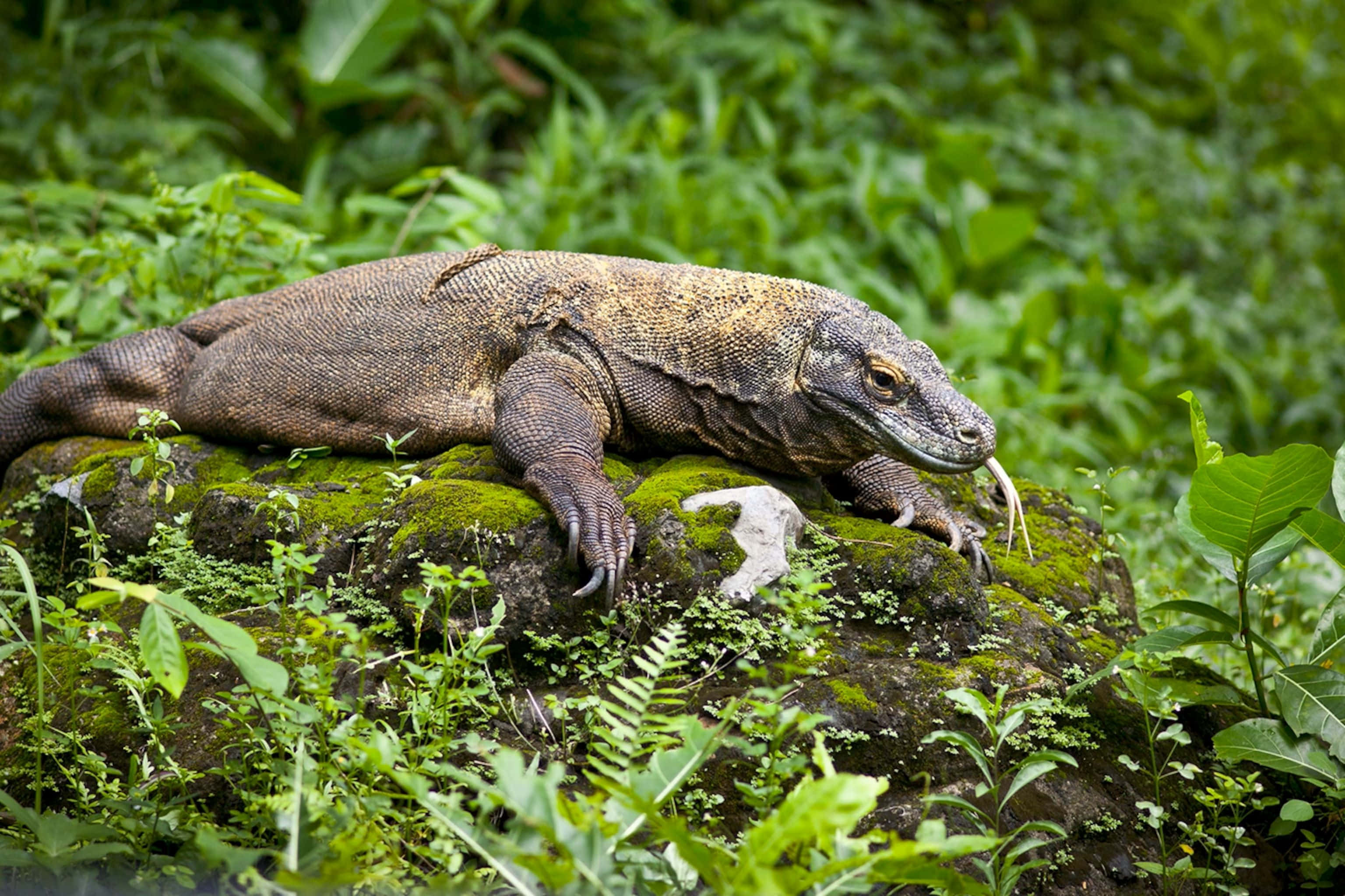 Komodo Dragon, mossy rock, lush green foliage, 2K Desktop Wallpaper
