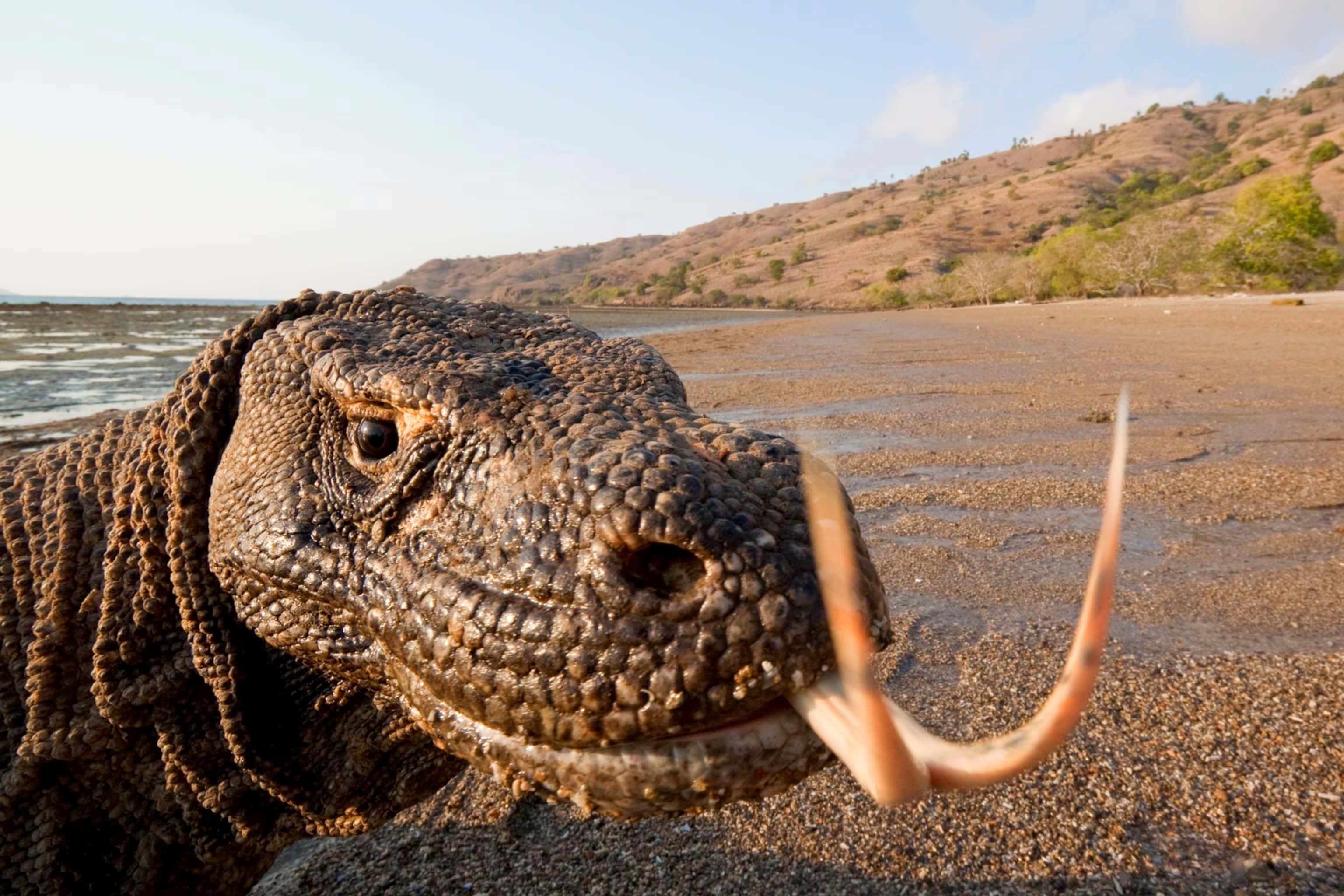 Komodo dragon, sandy beach, tongue out, 2K Desktop Wallpaper
