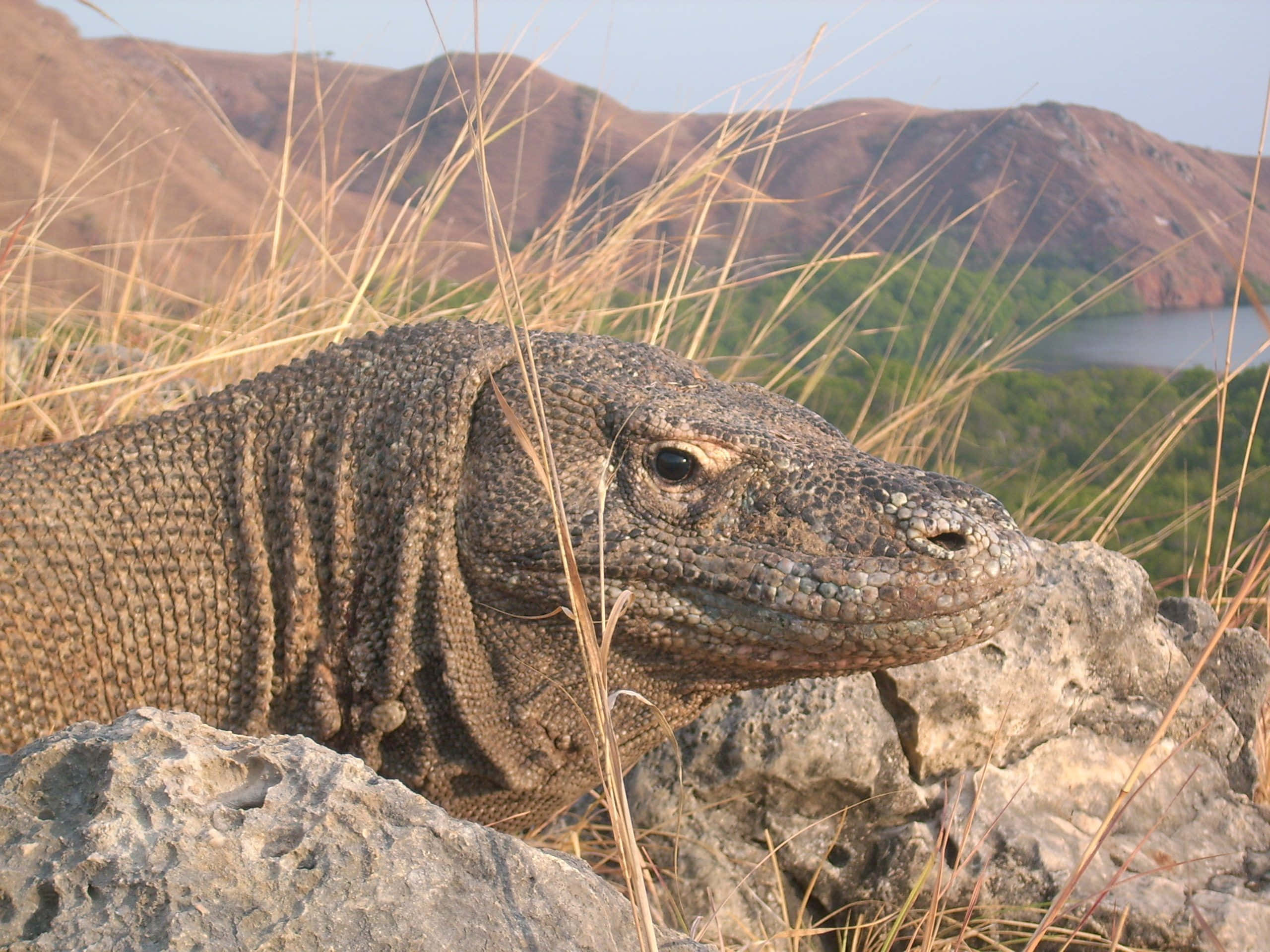 Komodo Dragon, natural habitat, sunlit rocks, 2K Desktop Wallpaper