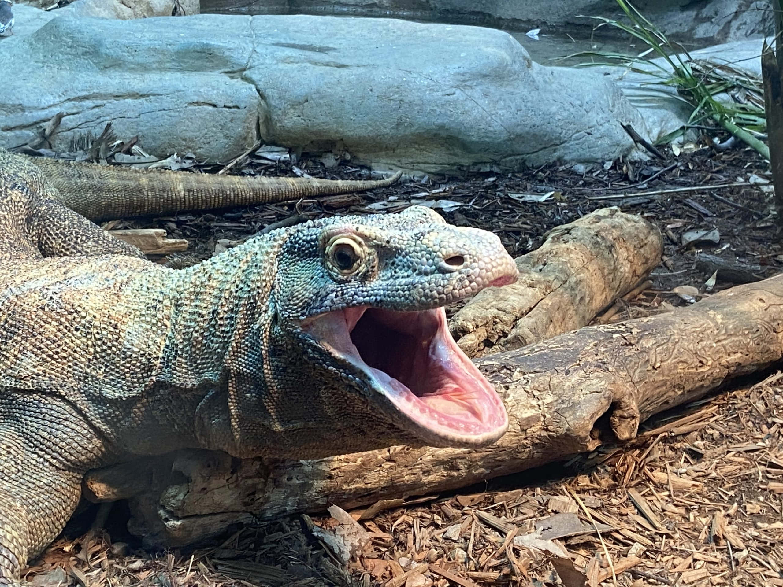Komodo Dragon, textured scales, open mouth, 2K Desktop Wallpaper