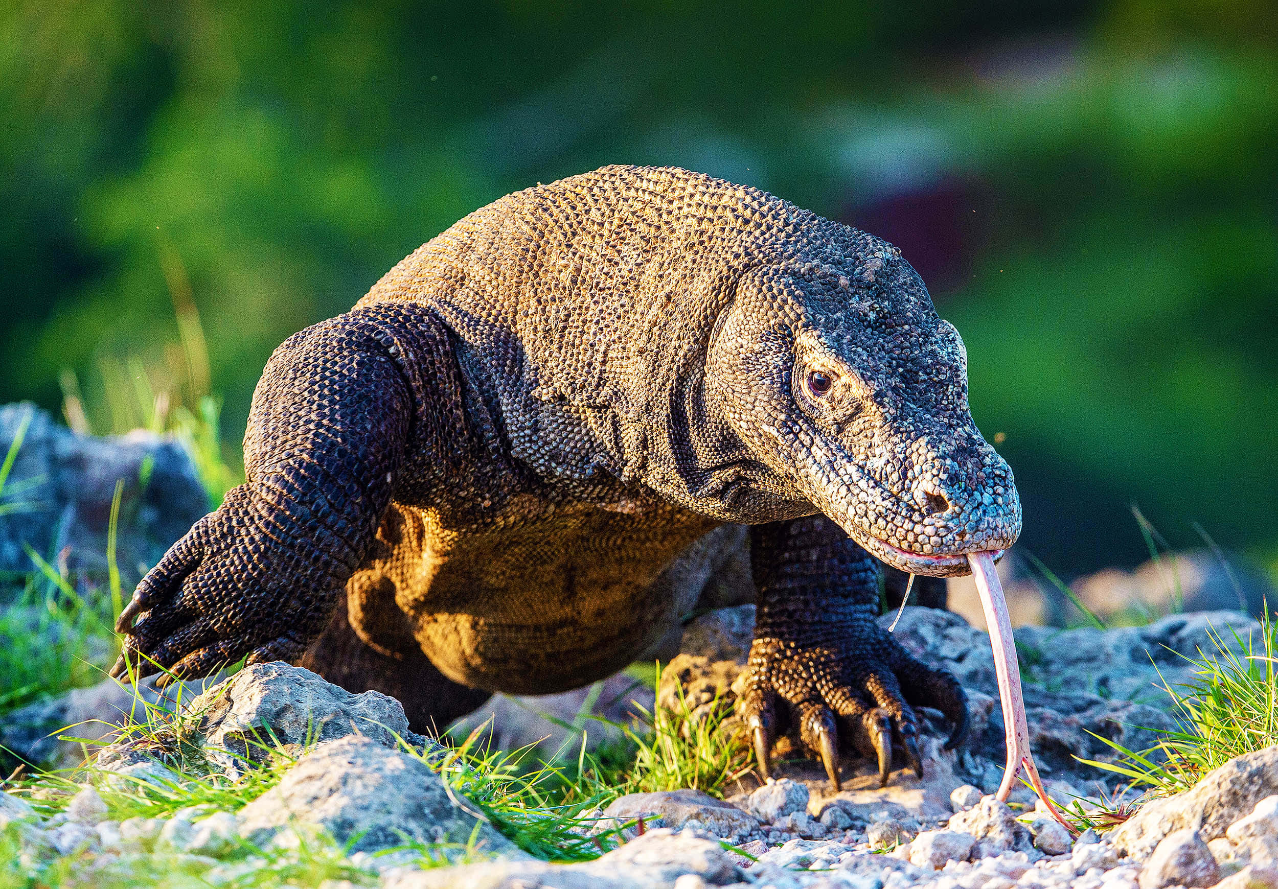 Komodo Dragon, textured scales, pink tongue, Full HD Desktop Wallpaper