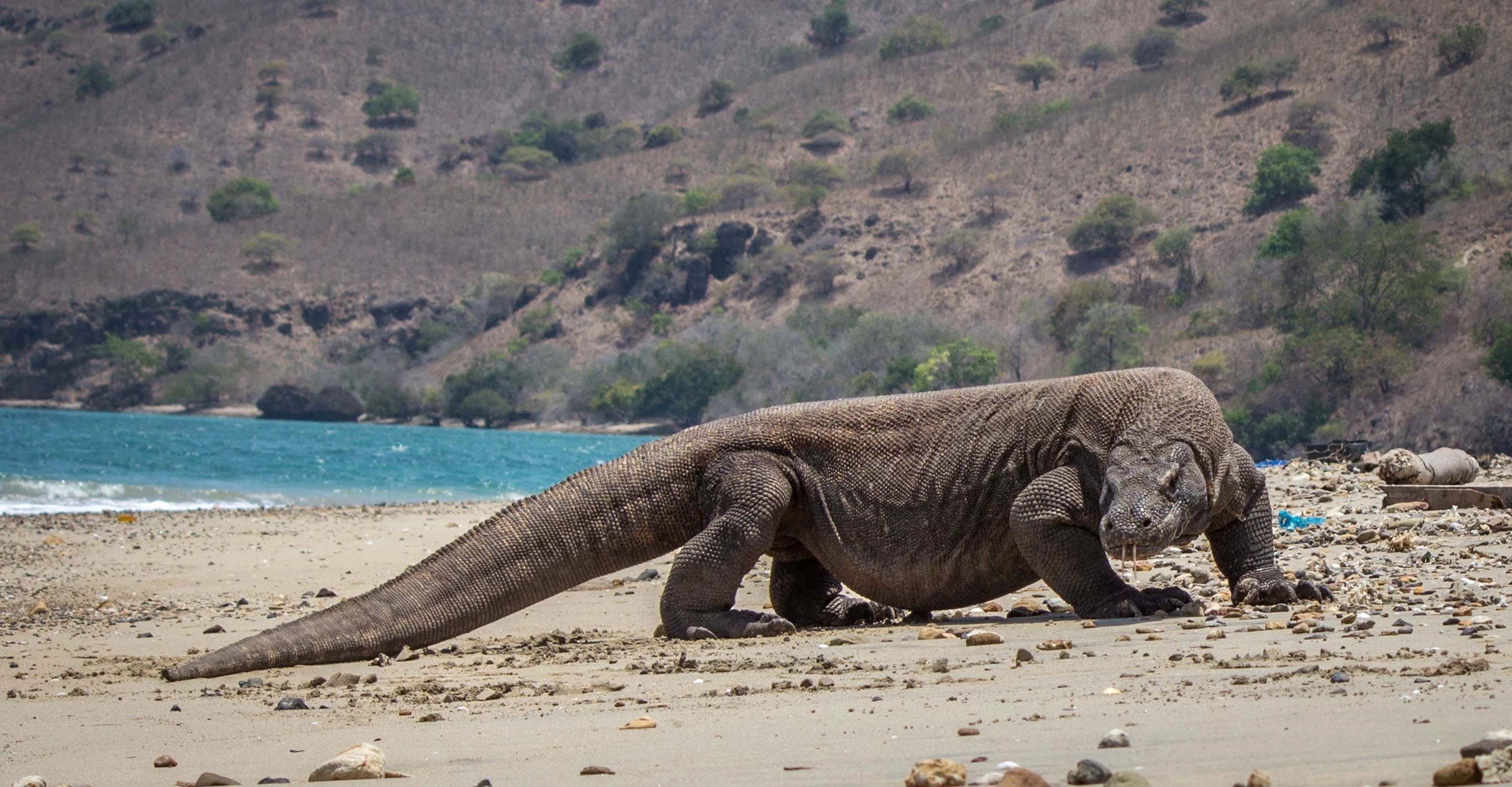 Komodo Dragon, coastal stroll, sunlit rocky beach, 2K Desktop Wallpaper