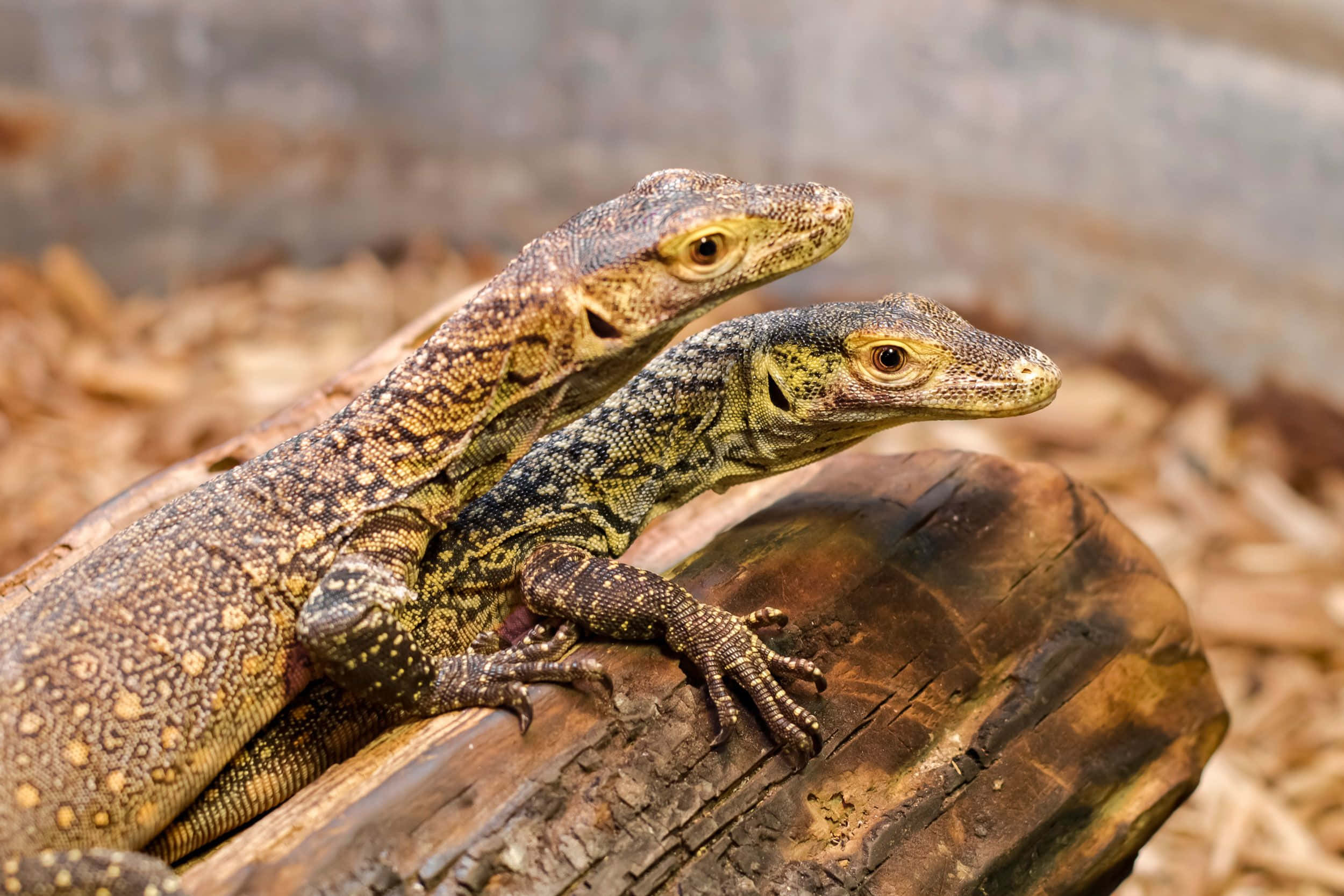 Komodo Dragon, spotted scales, weathered log, Full HD Desktop Wallpaper