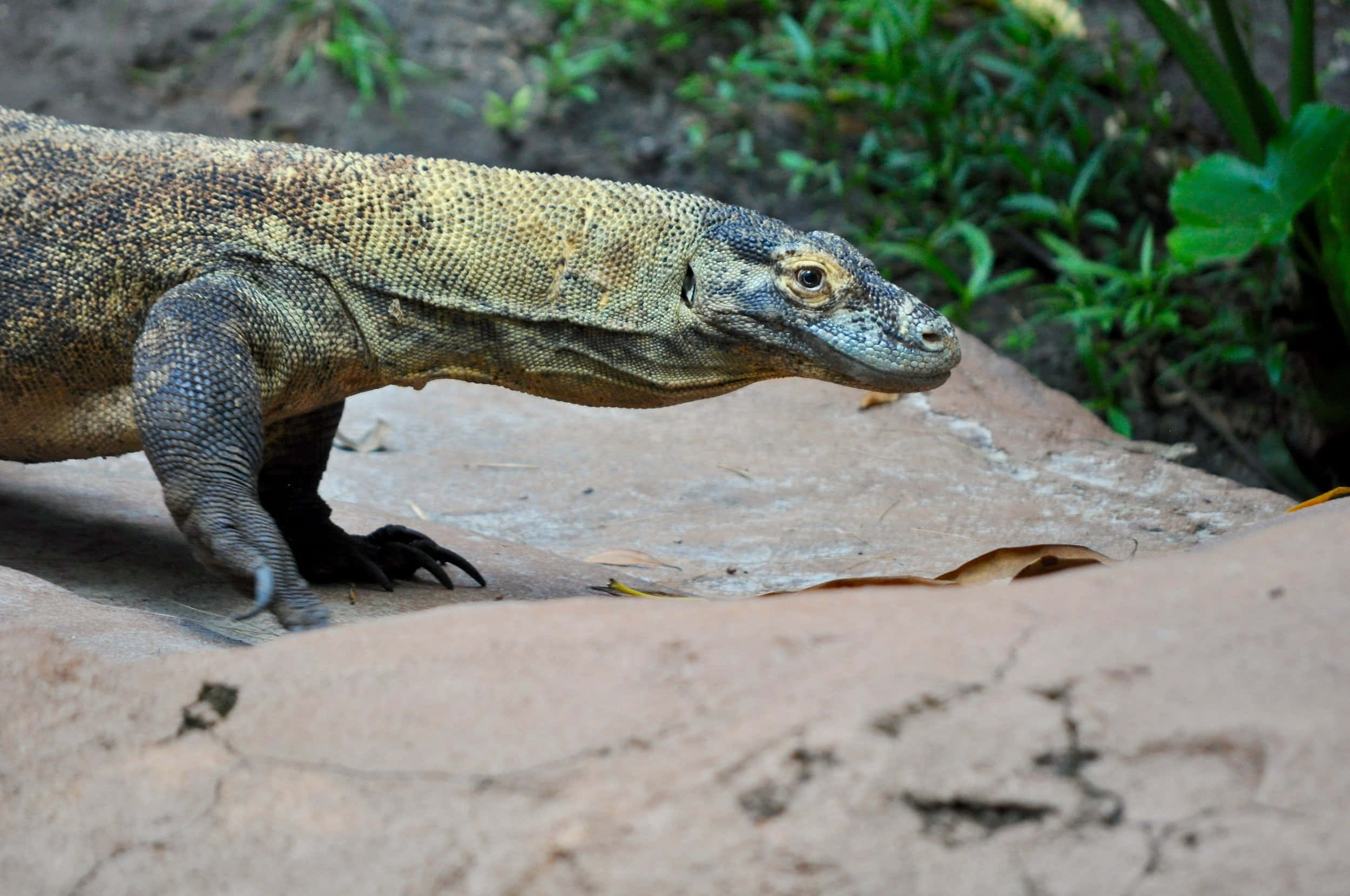 Komodo Dragon, textured scales, sharp claws, Full HD Desktop Wallpaper