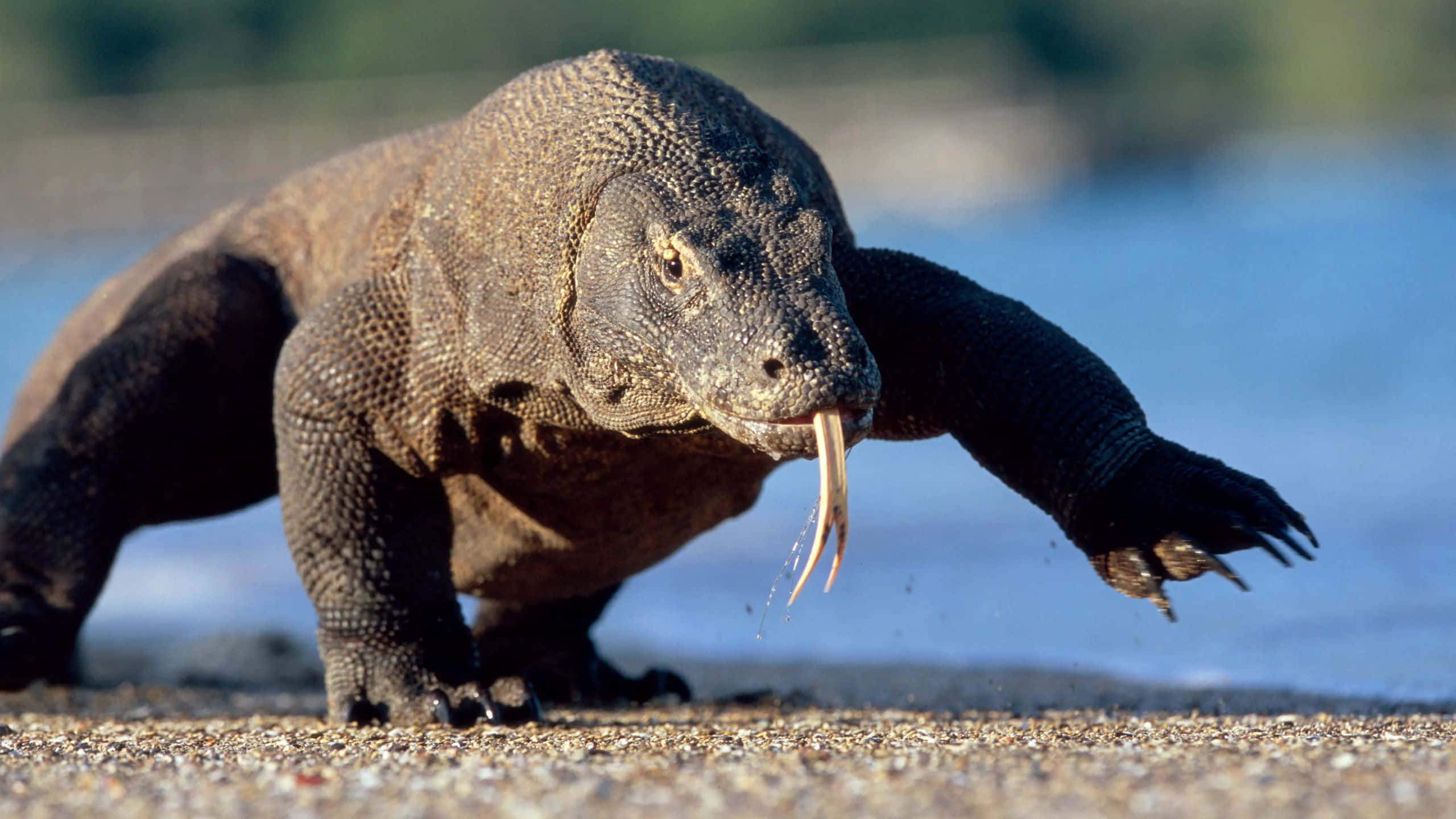 Komodo Dragon, beach, sandy beach, 2K Desktop Wallpaper