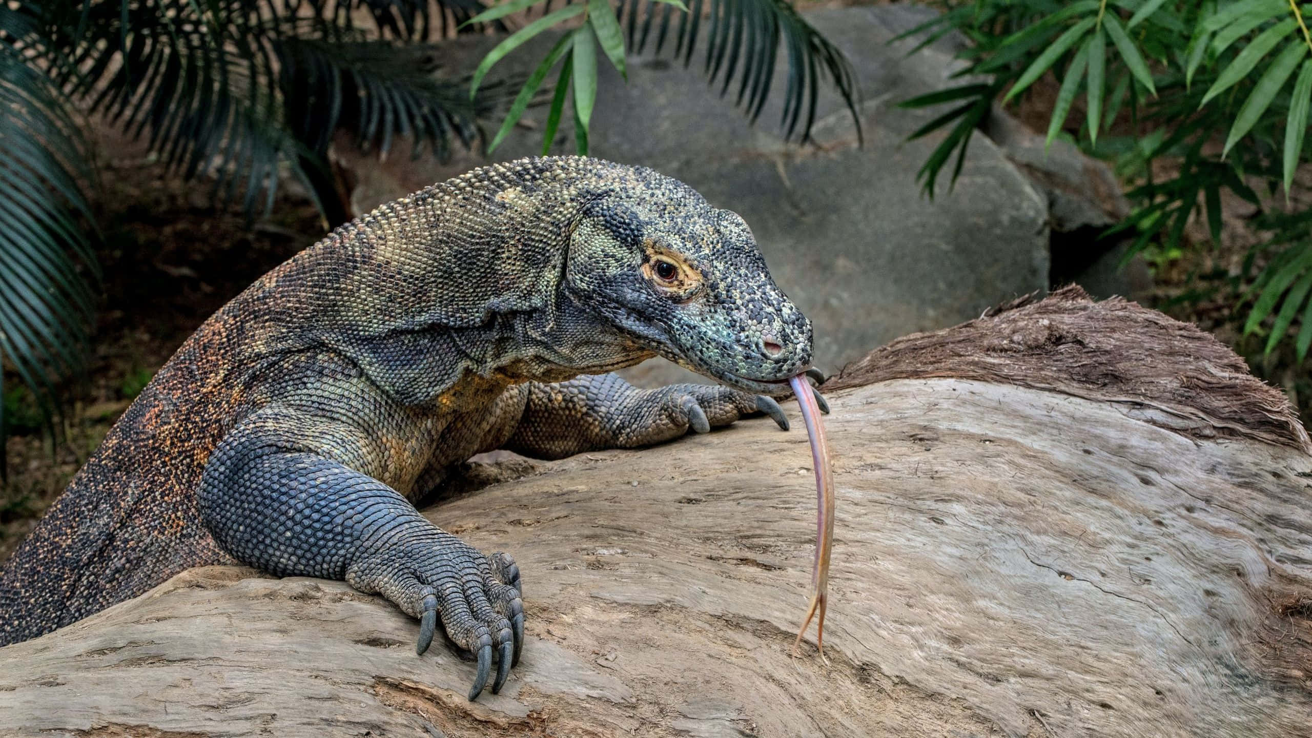 Komodo Dragon, log, palm fronds, 2K Desktop Wallpaper