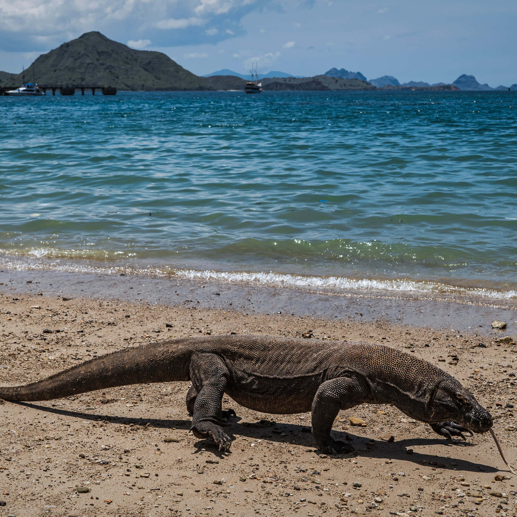 Komodo Dragon, seaside stroll, sandy beach, HD Desktop Wallpaper