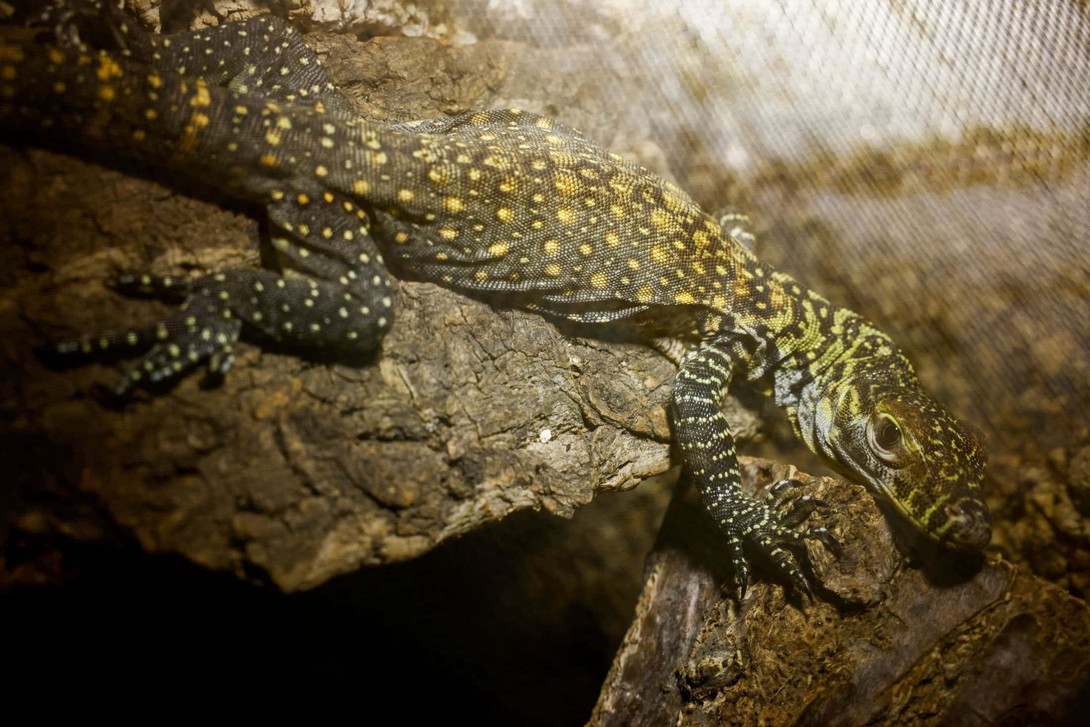 Komodo Dragon, black and yellow, rough bark, Full HD Desktop Wallpaper