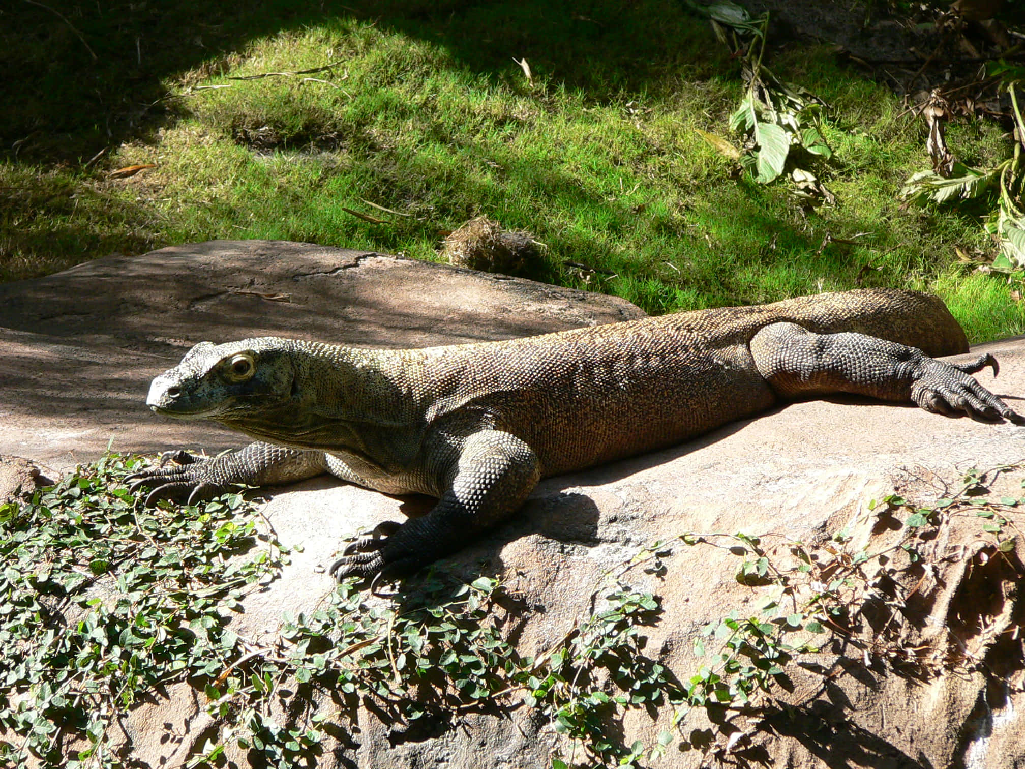 Komodo Dragon, mossy rock, dappled sunlight, Full HD Desktop Wallpaper