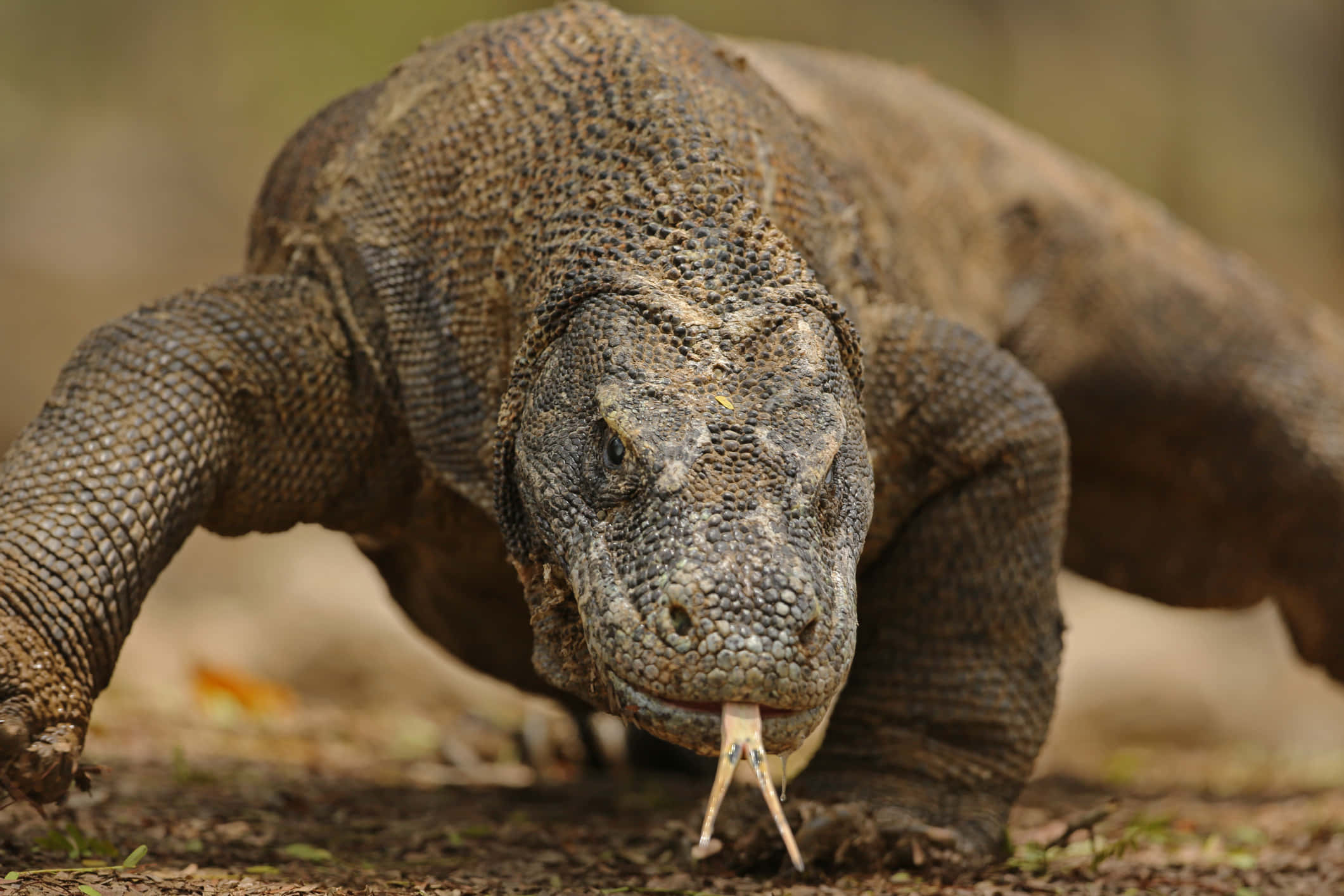 Komodo Dragon, textured gray-brown scales, forked tongue, Full HD Desktop Wallpaper