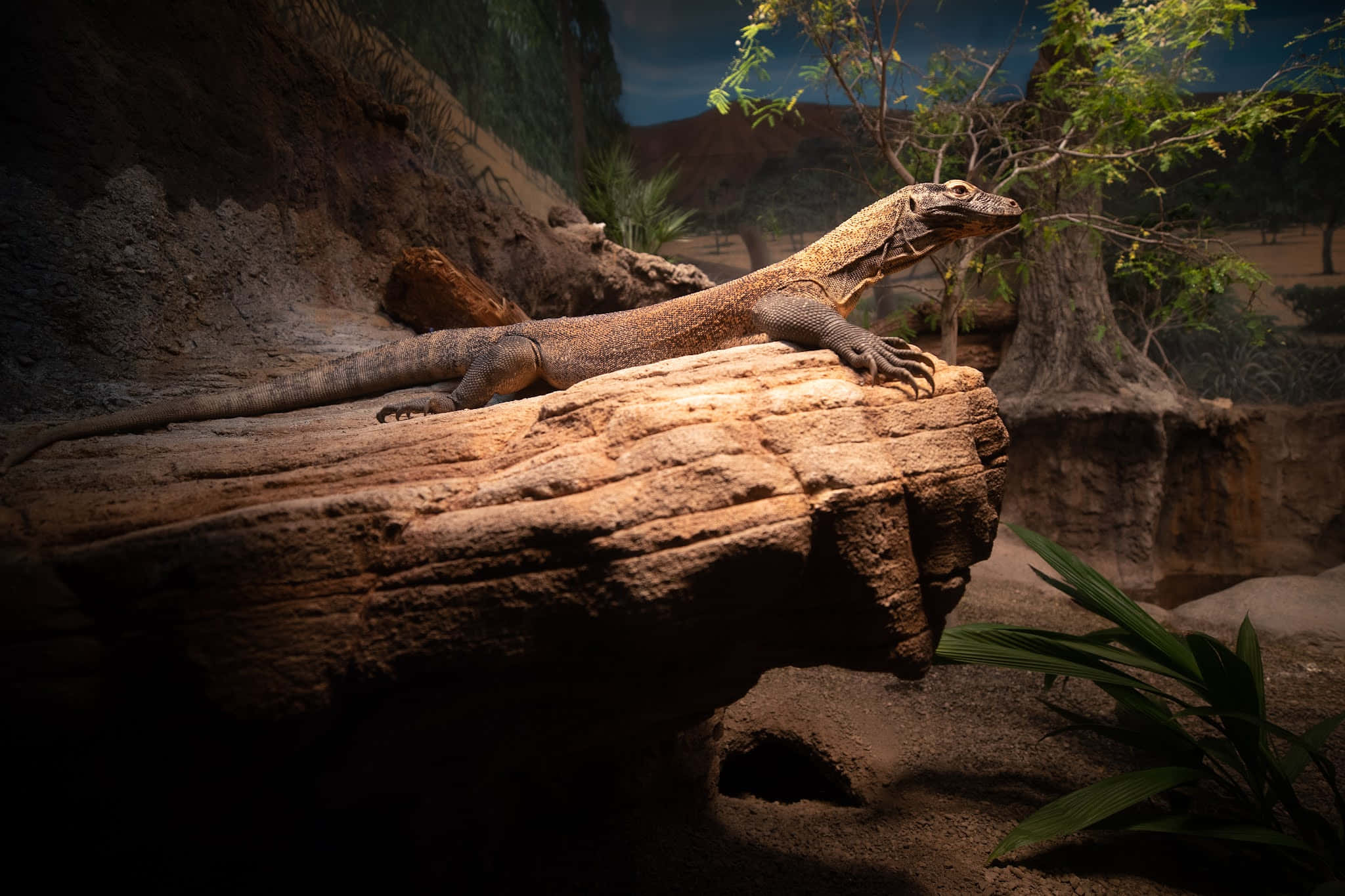 Komodo Dragon, rock, sunlit, Full HD Desktop Wallpaper